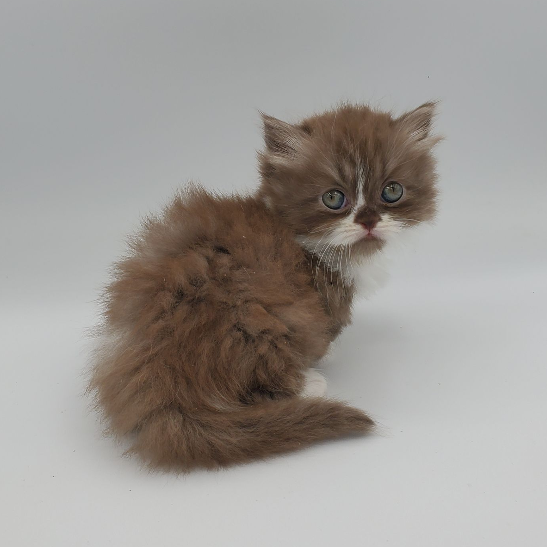 Chocolate with white Minuet Kitten looking back