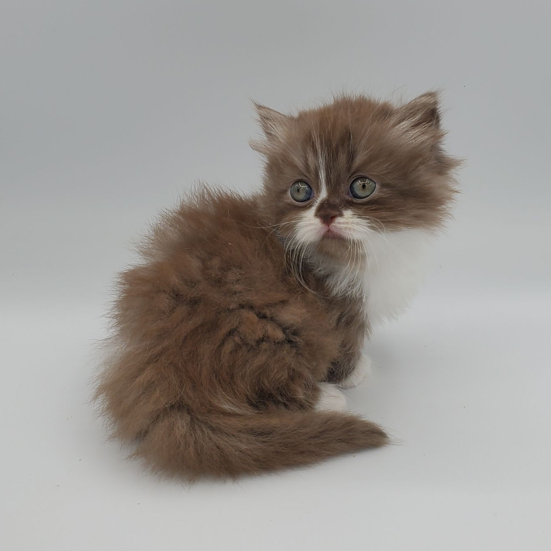 Chocolate with white Minuet Kitten looking to the side