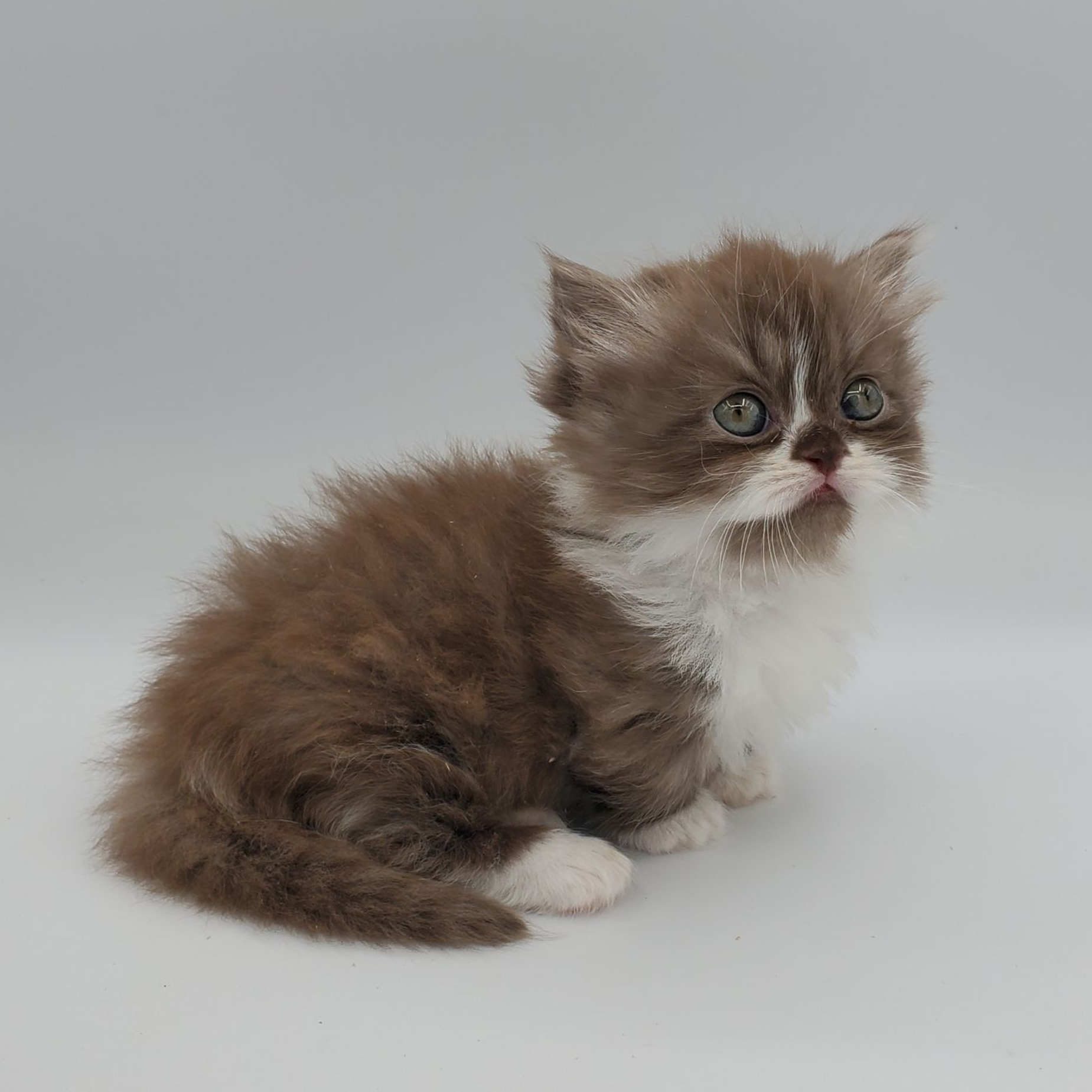 Chocolate with white Minuet Kitten