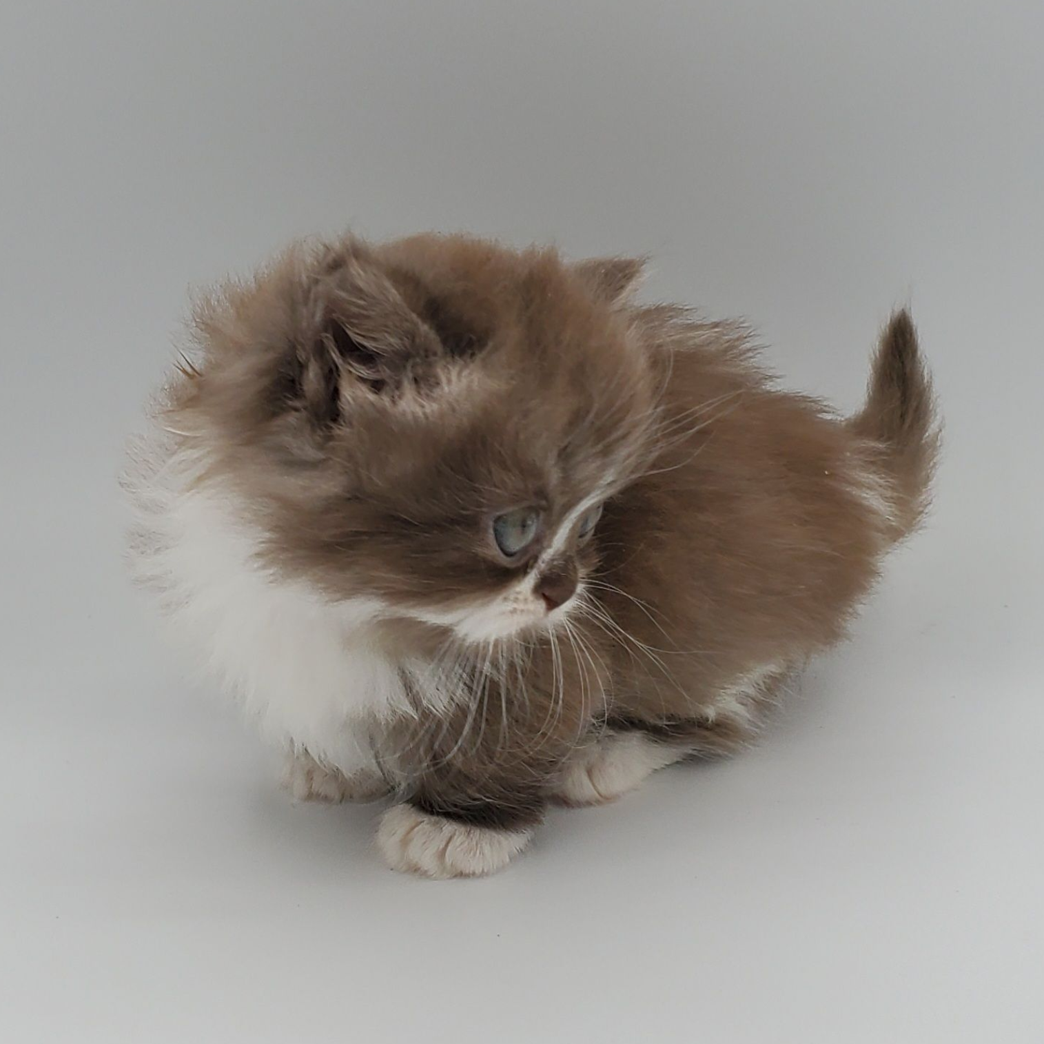 Chocolate with white Minuet Kitten looking down and to the side