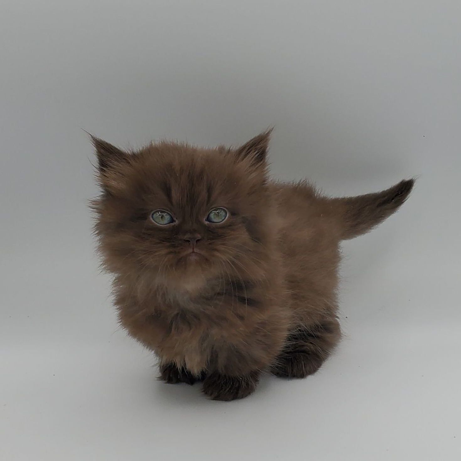 Chocolate Minuet Kitten