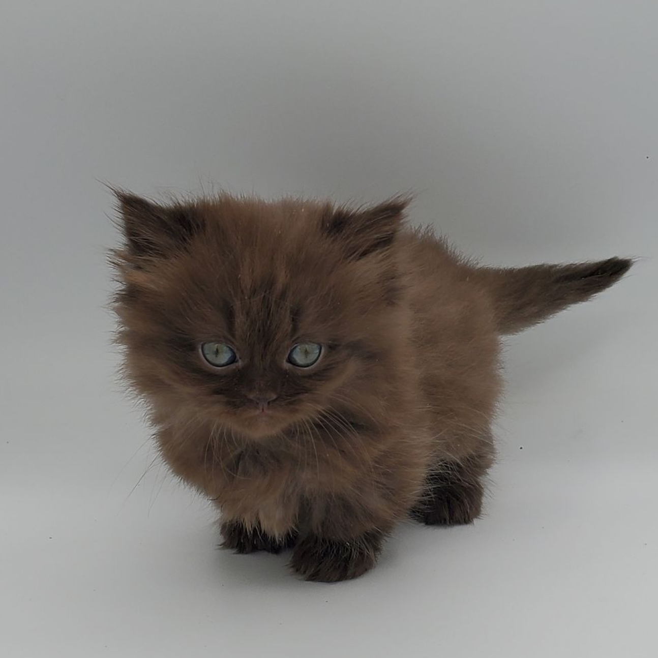 Chocolate-colored Minuet Kitten looking straight ahead