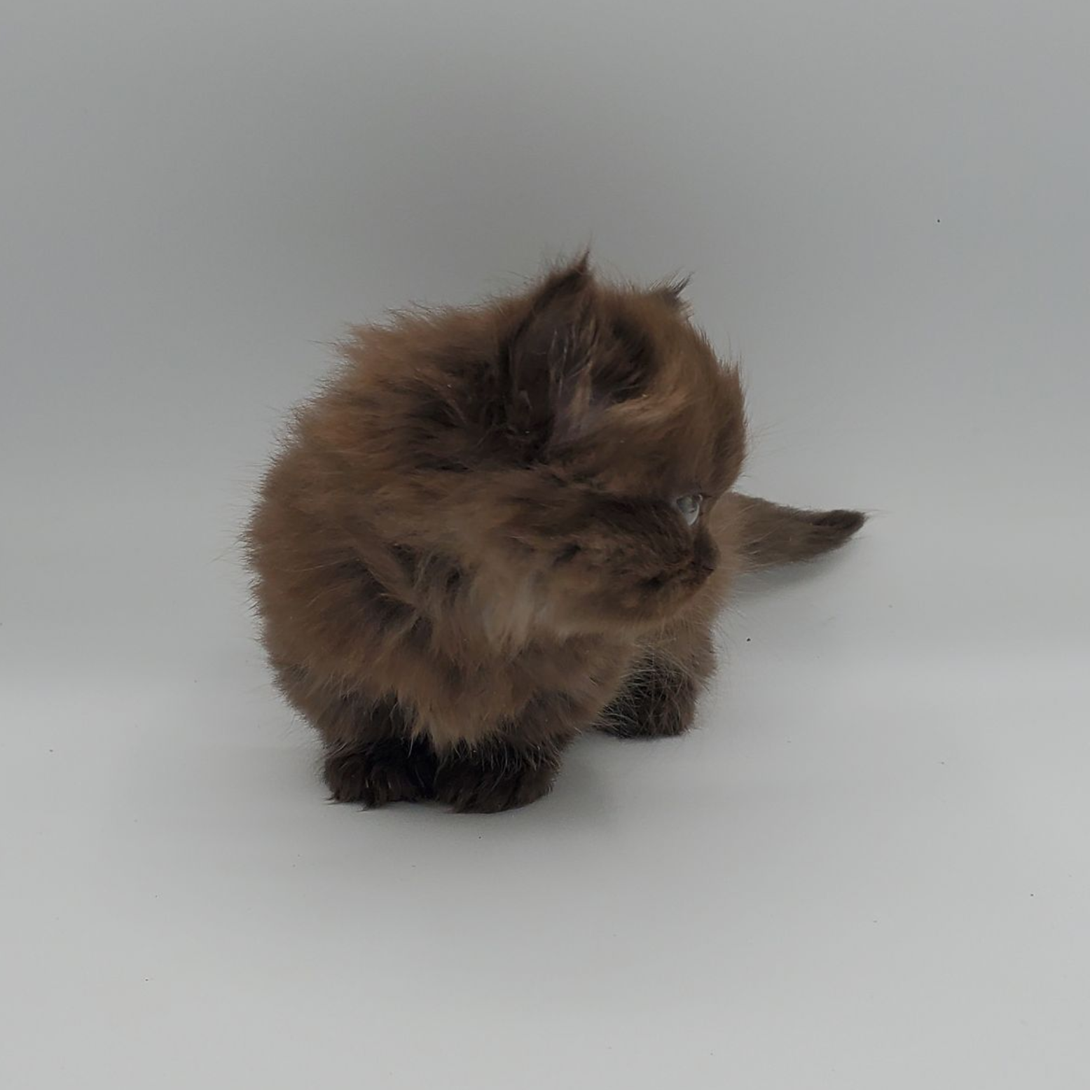 Chocolate-colored Minuet Kitten looking right