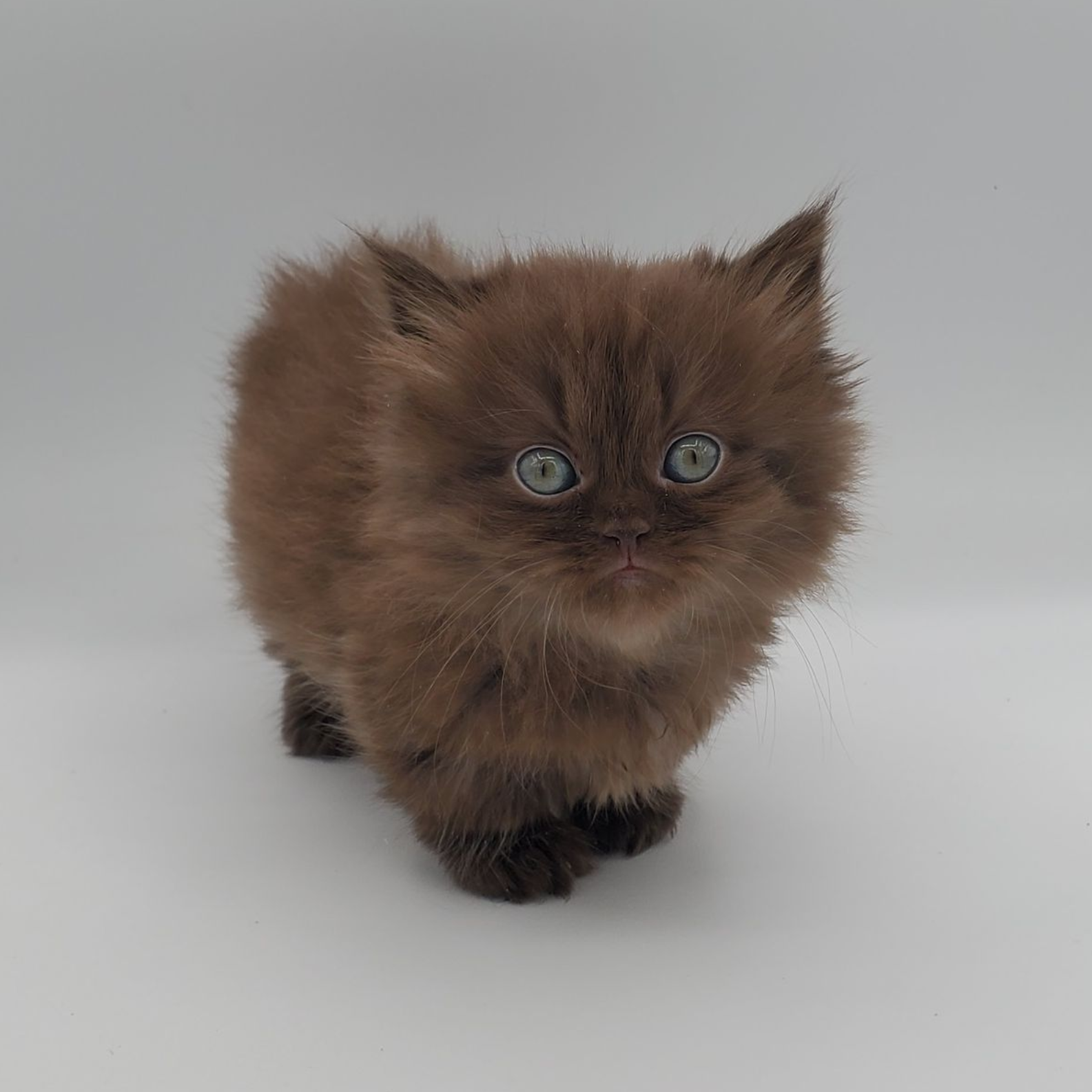 kitten playing with string