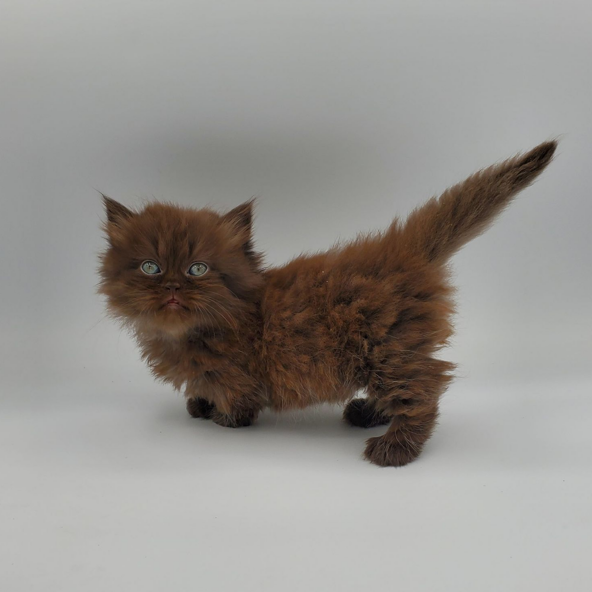 Chocolate-colored Minuet Kitten with tail up