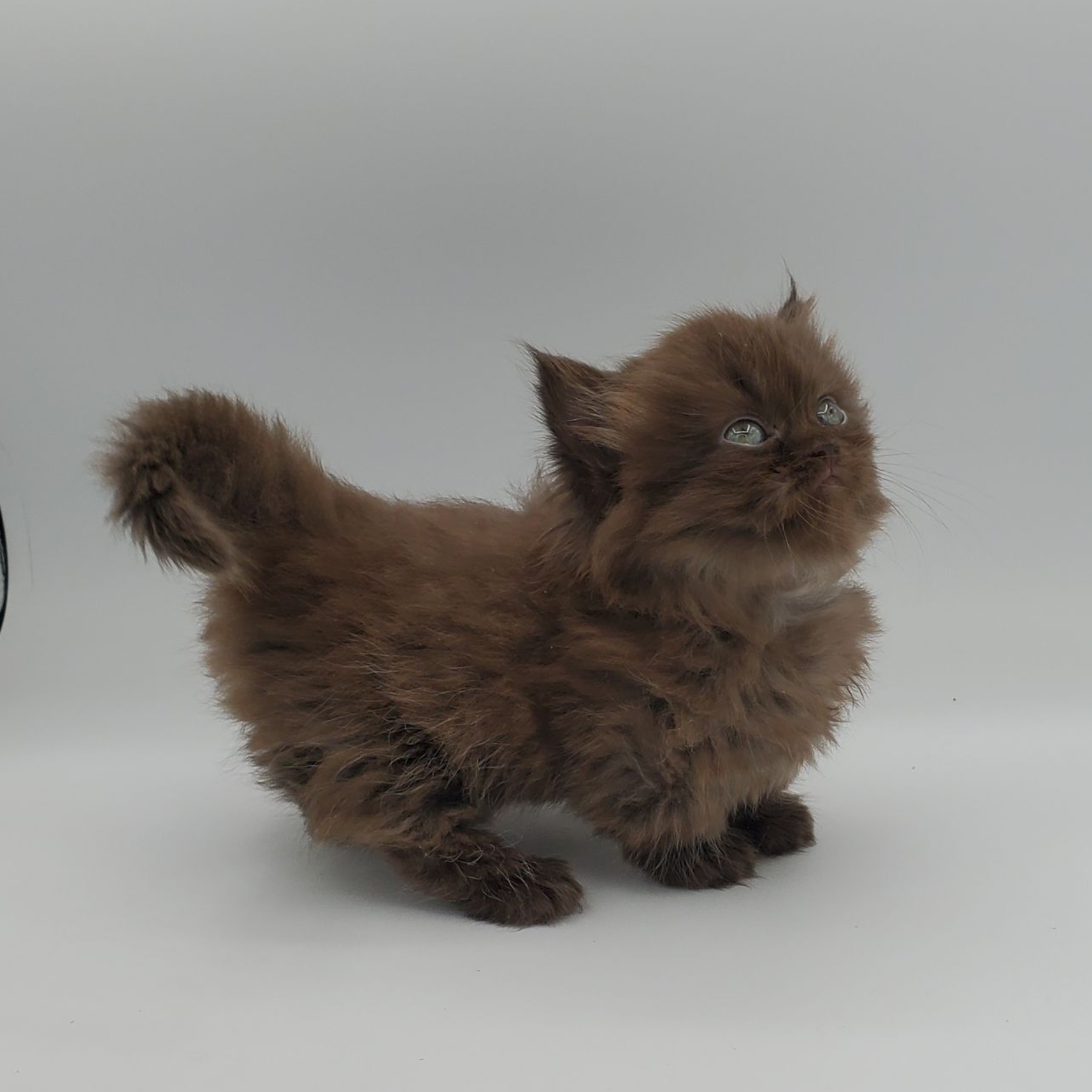 black Persian male kitten 1