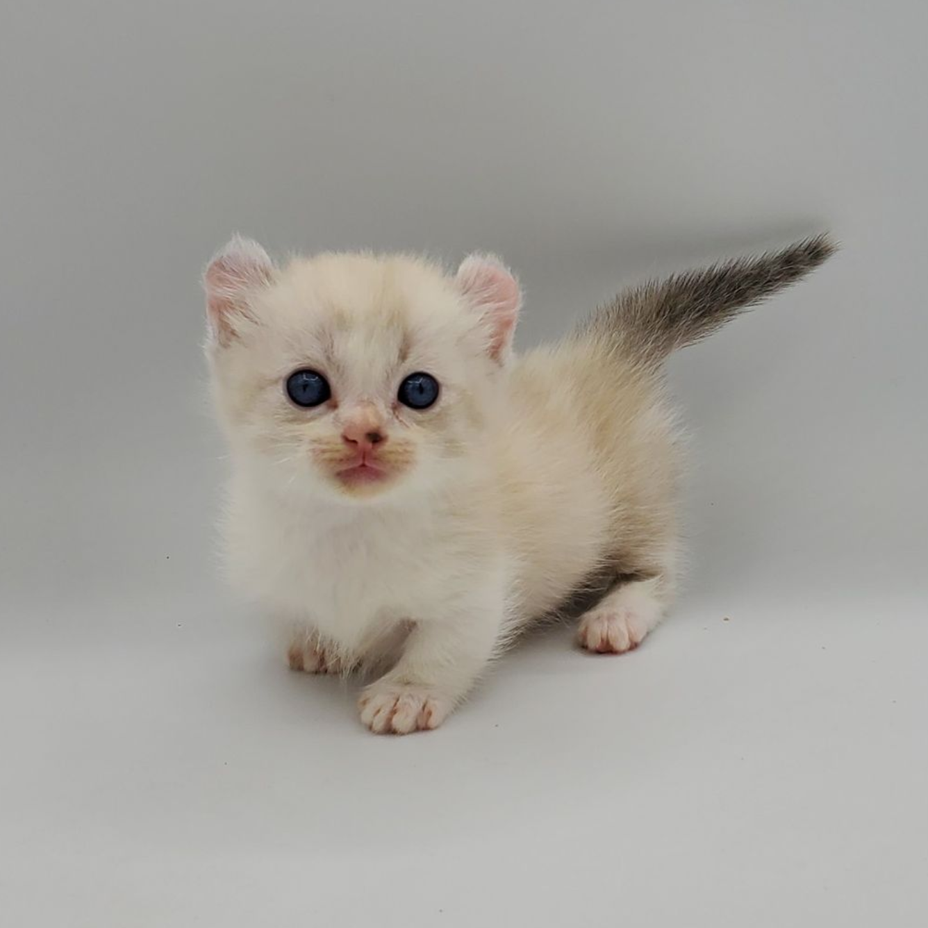 Kinkalow kitten standing