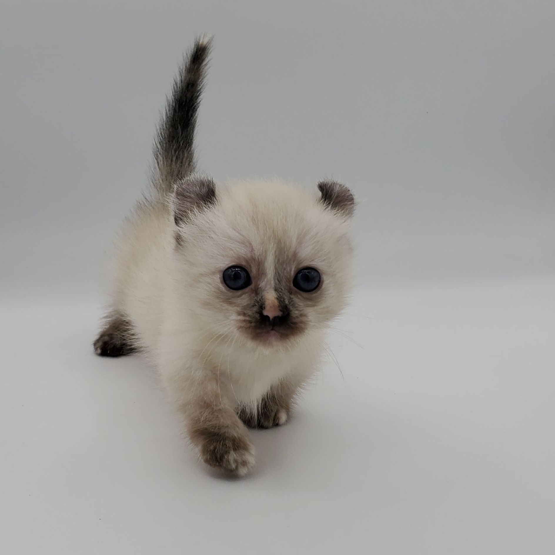 Kinkalow kitten standing with dark face