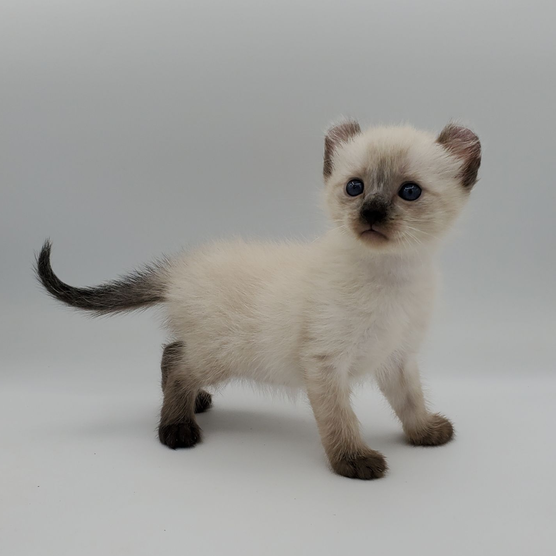 American Curl kitten standing
