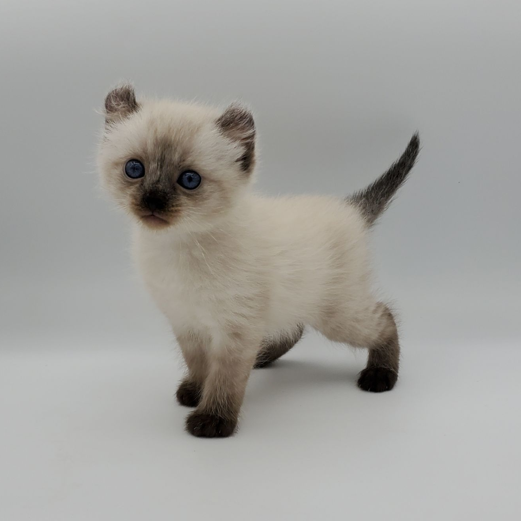 American Curl kitten standing with tail in the air