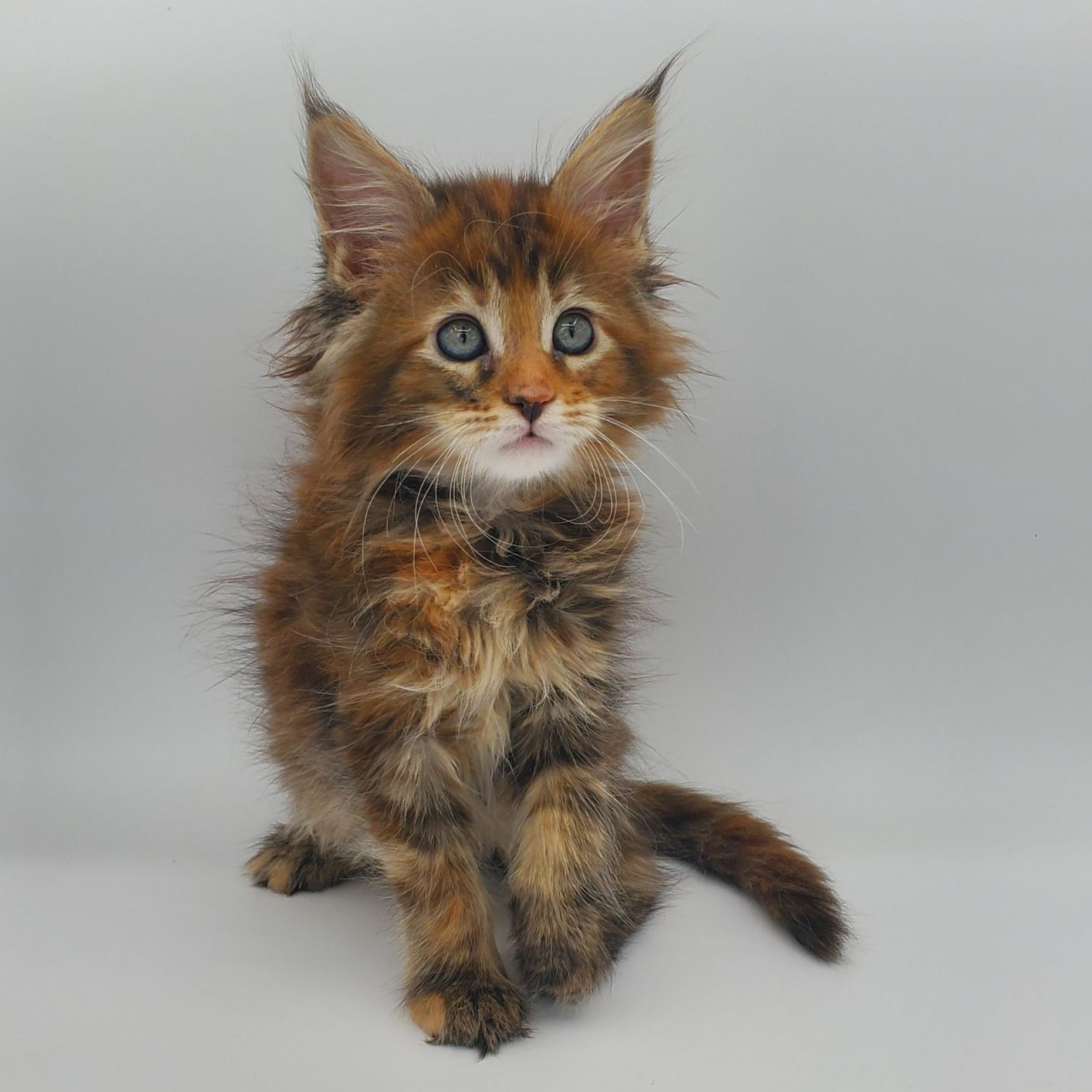 Torti with white Maine Coon kitten sitting