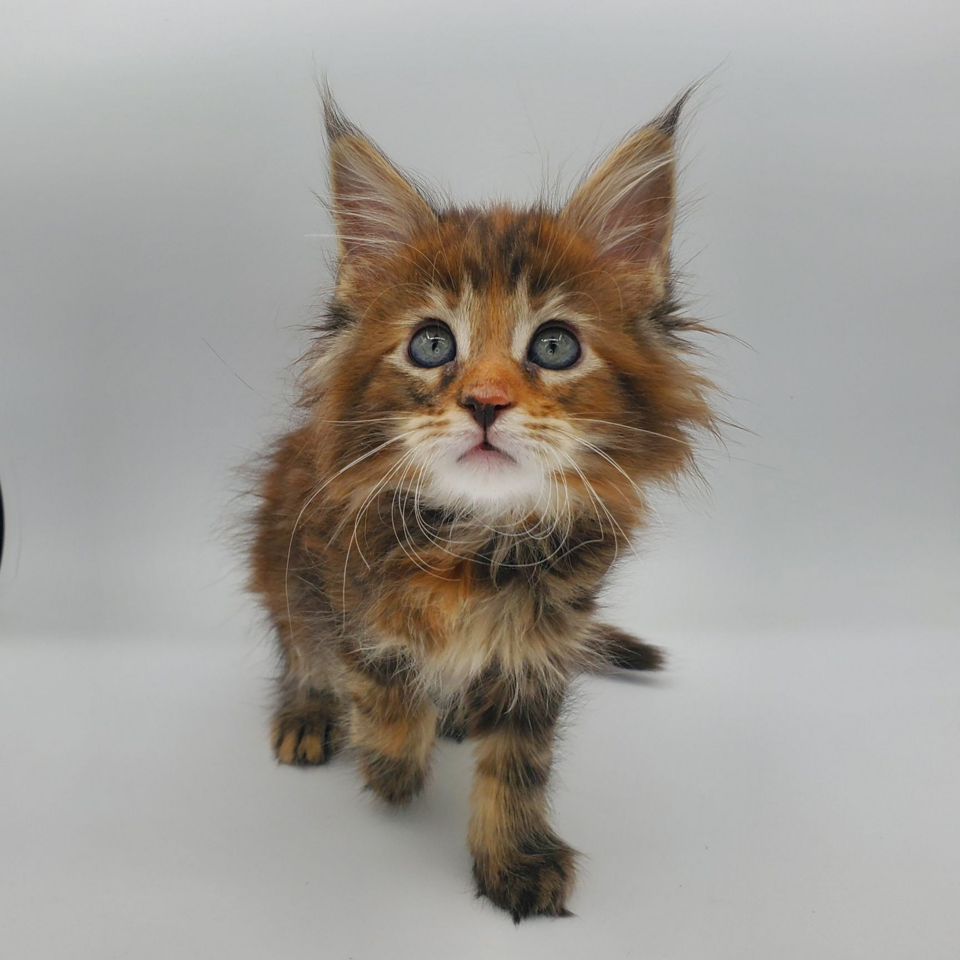 Torti with white Maine Coon kitten up close