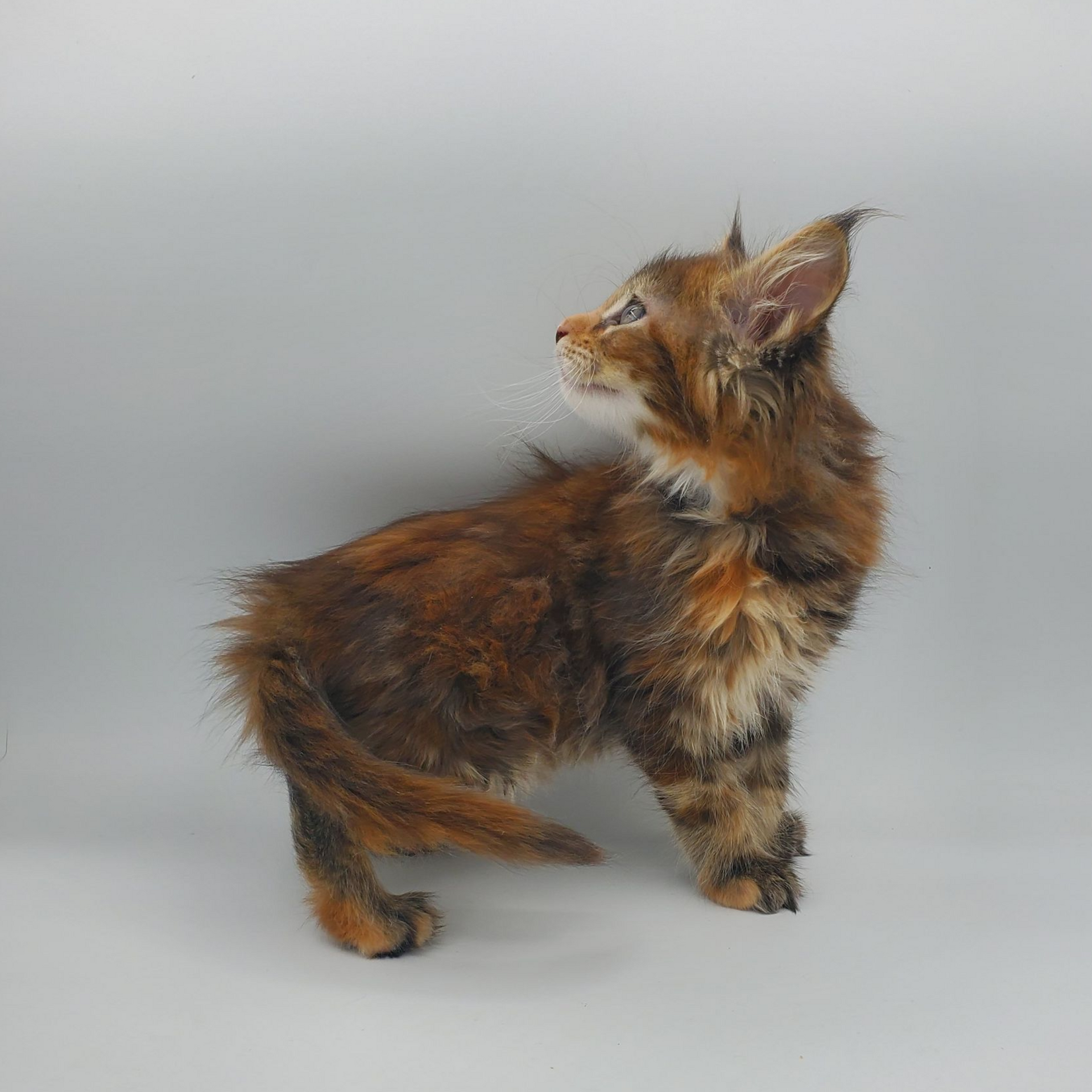 Torti with white Maine Coon kitten looking left