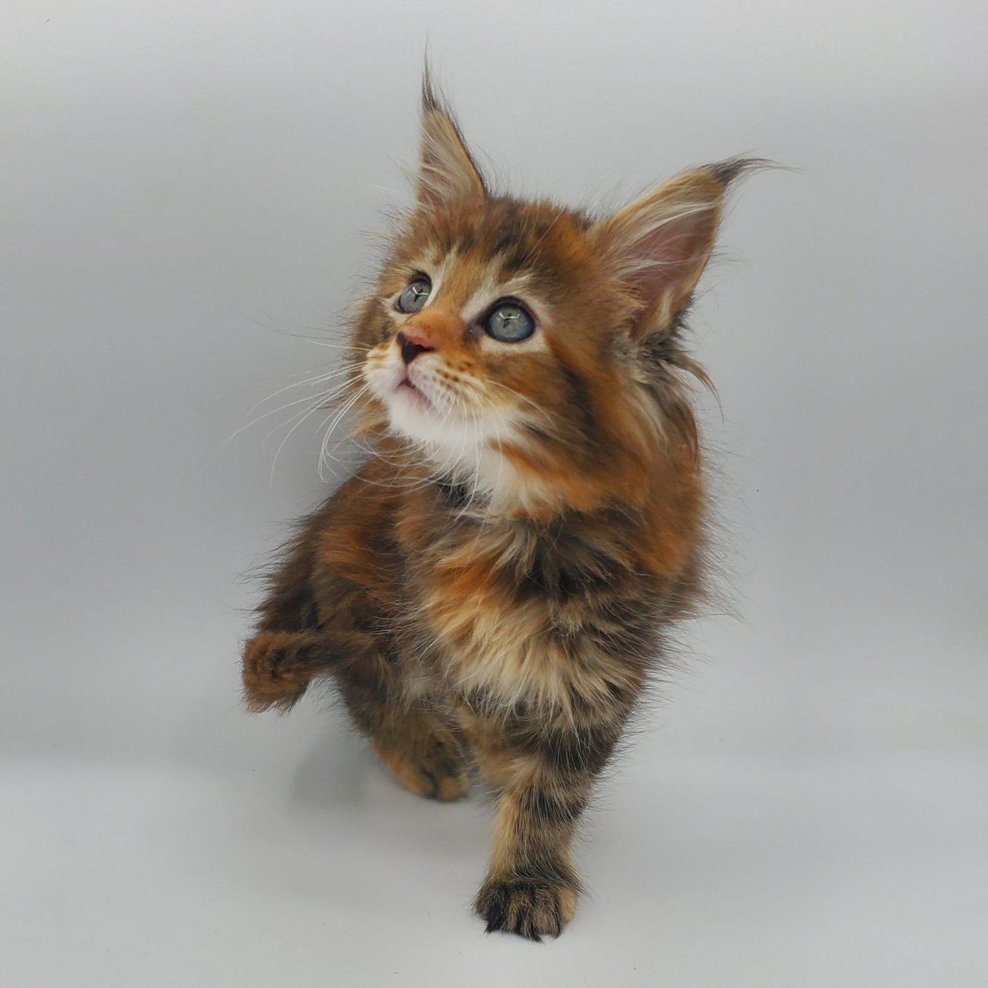 Torti with white Maine Coon kitten looking up