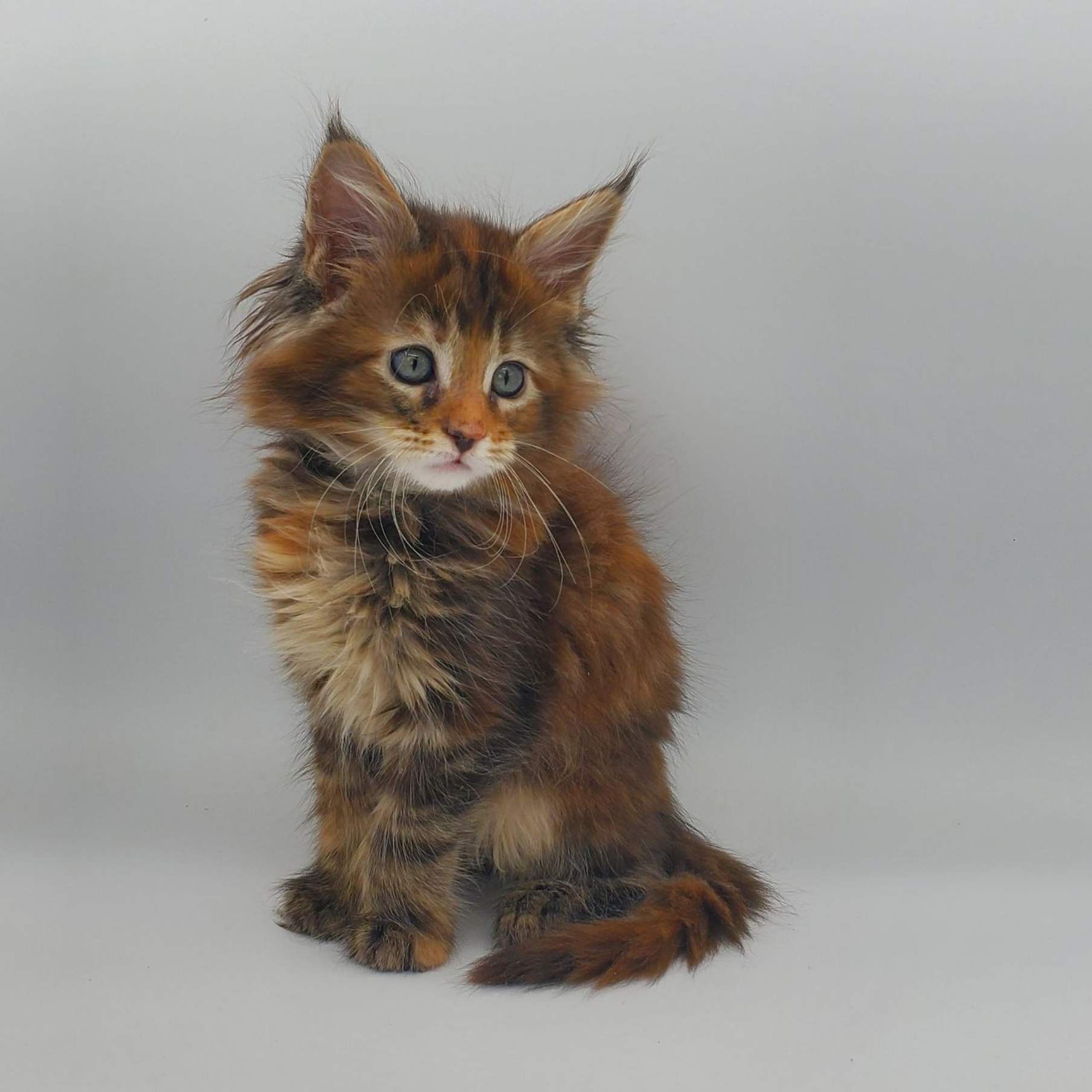 Torti with white Maine Coon kitten looking down