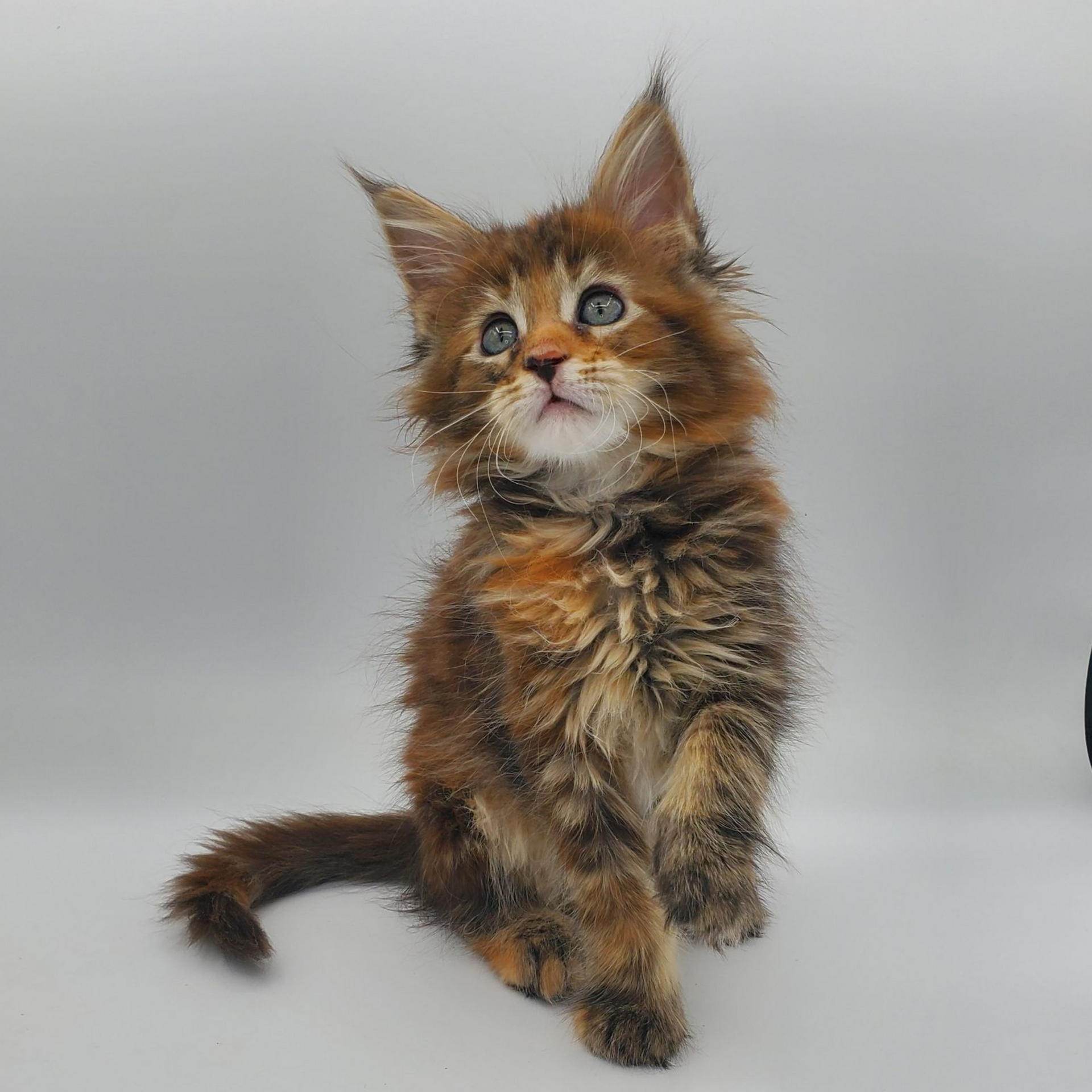 Torti with white Maine Coon kitten with cute face