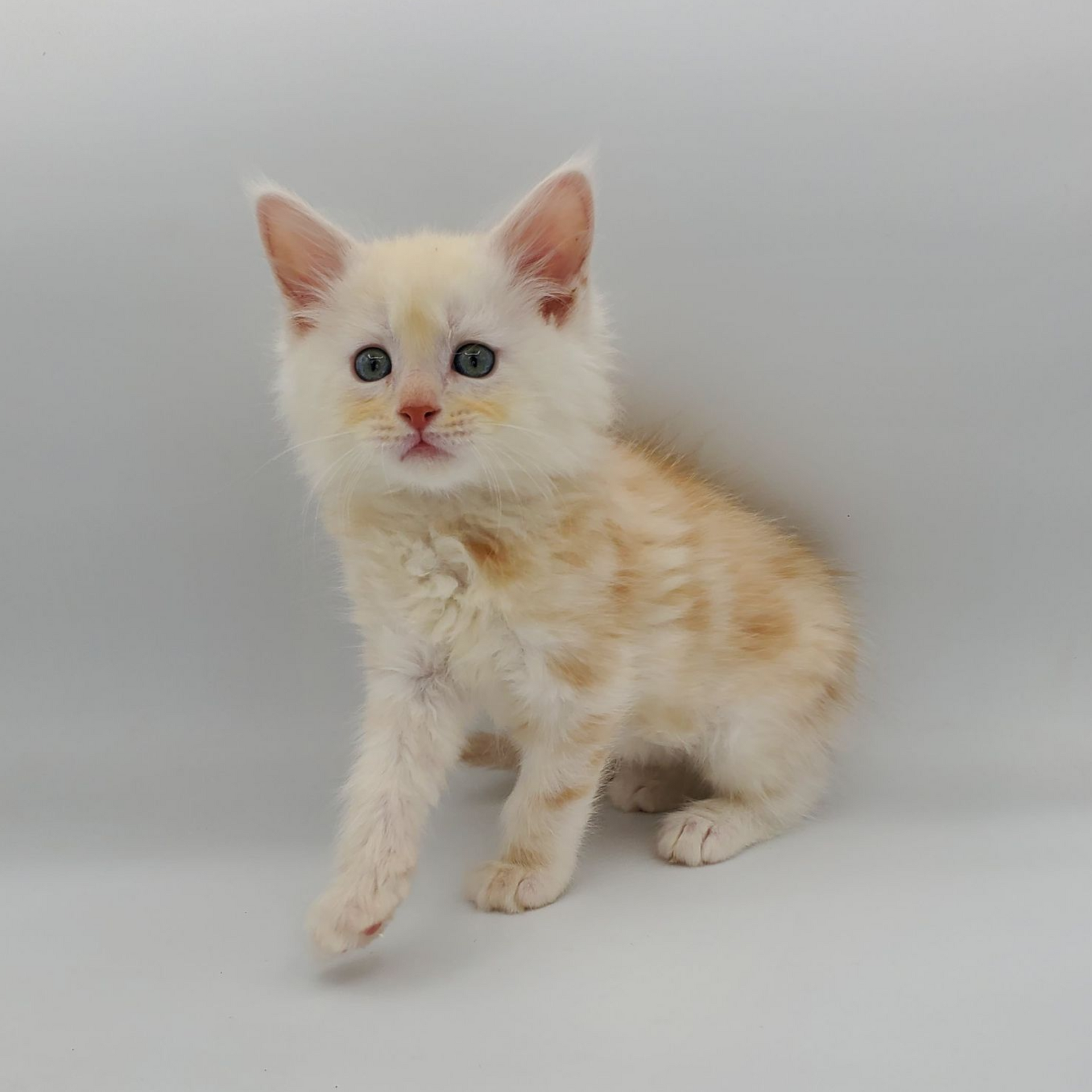 Red silver tabby Maine Coon kitten looking cute and sitting