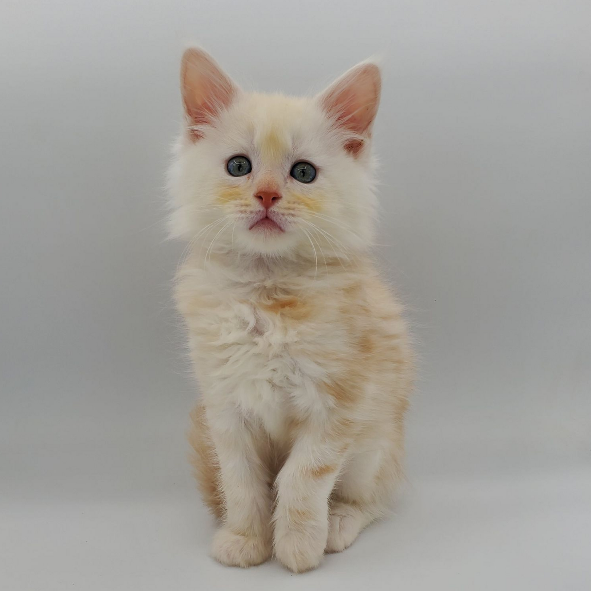 Red silver tabby Maine Coon kitten looking stright ahead