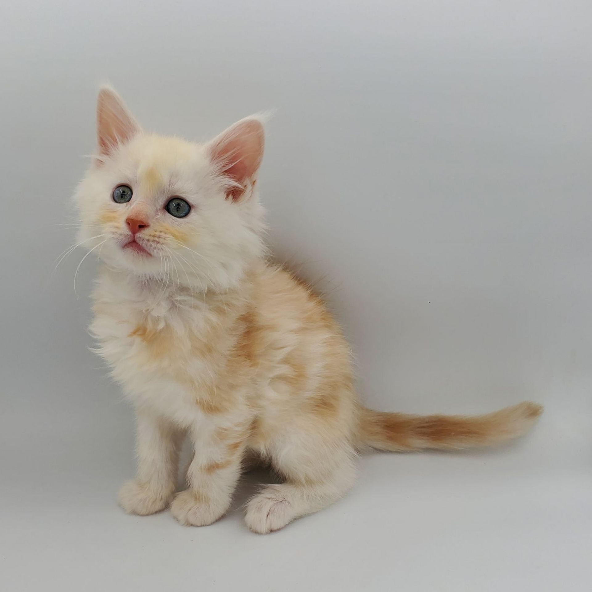 Red silver tabby Maine Coon kitten looking forward