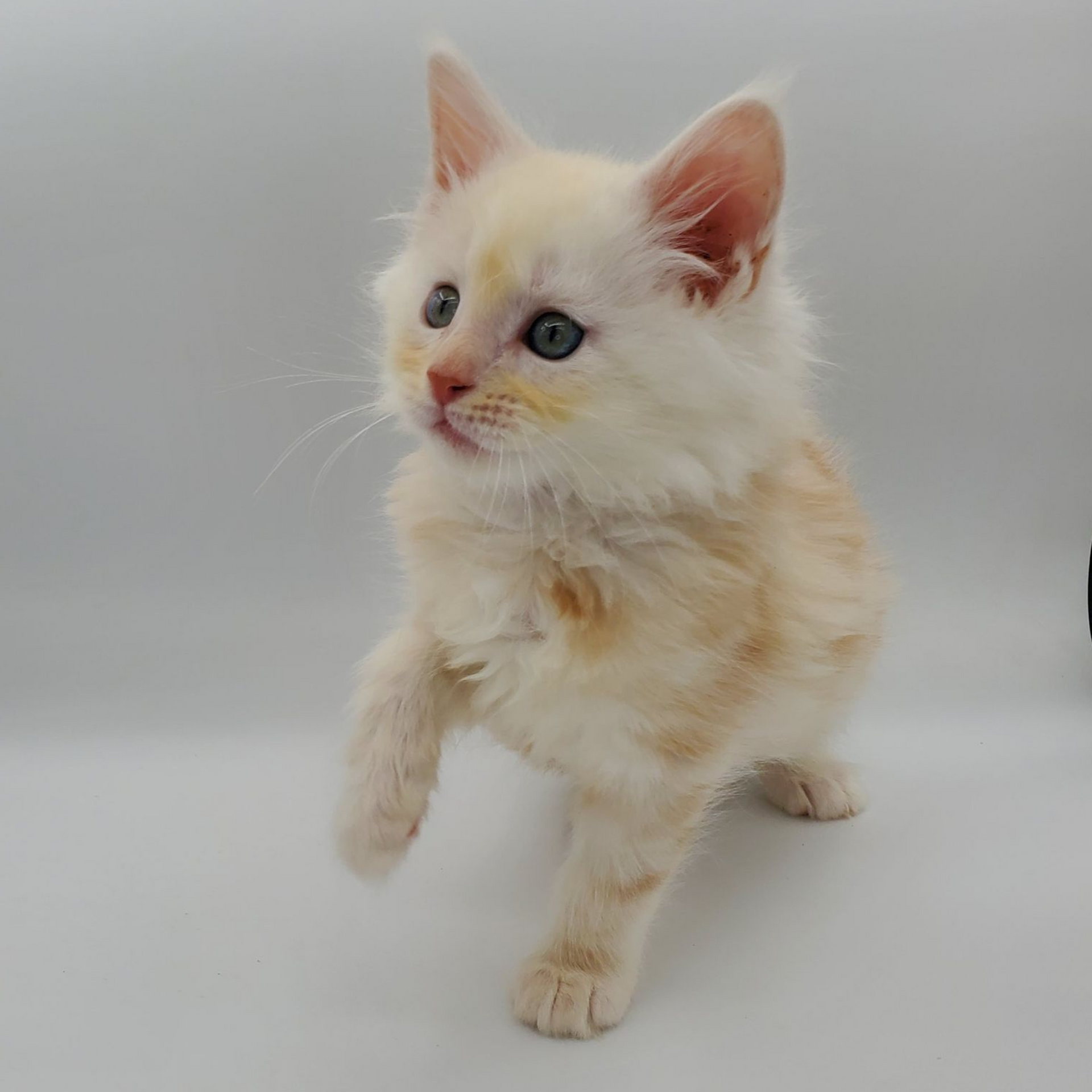 Red silver tabby Maine Coon kitten looking left