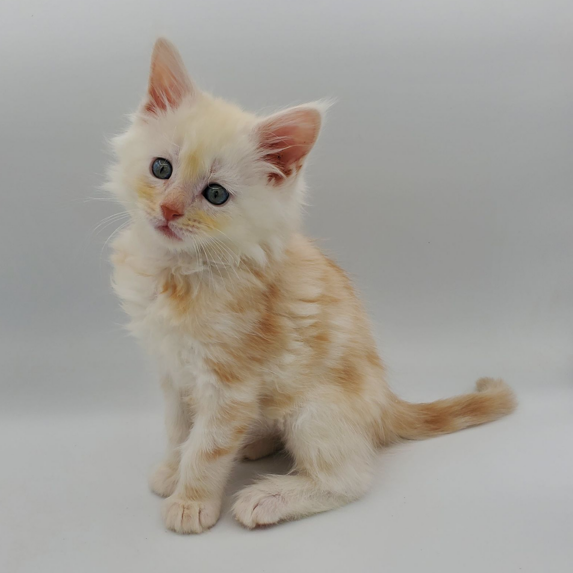 Red silver tabby Maine Coon kitten looking cute