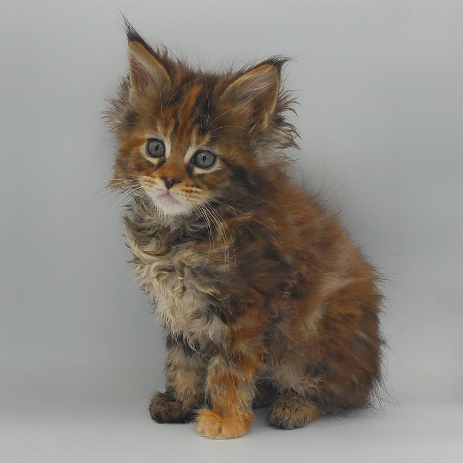 Runt of the litter tortie with white Maine Coon kitten sitting quietly
