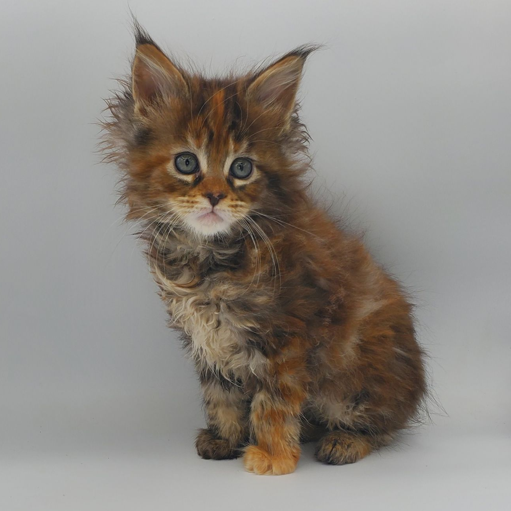 Runt of the litter tortie with white Maine Coon kitten looking off to the right