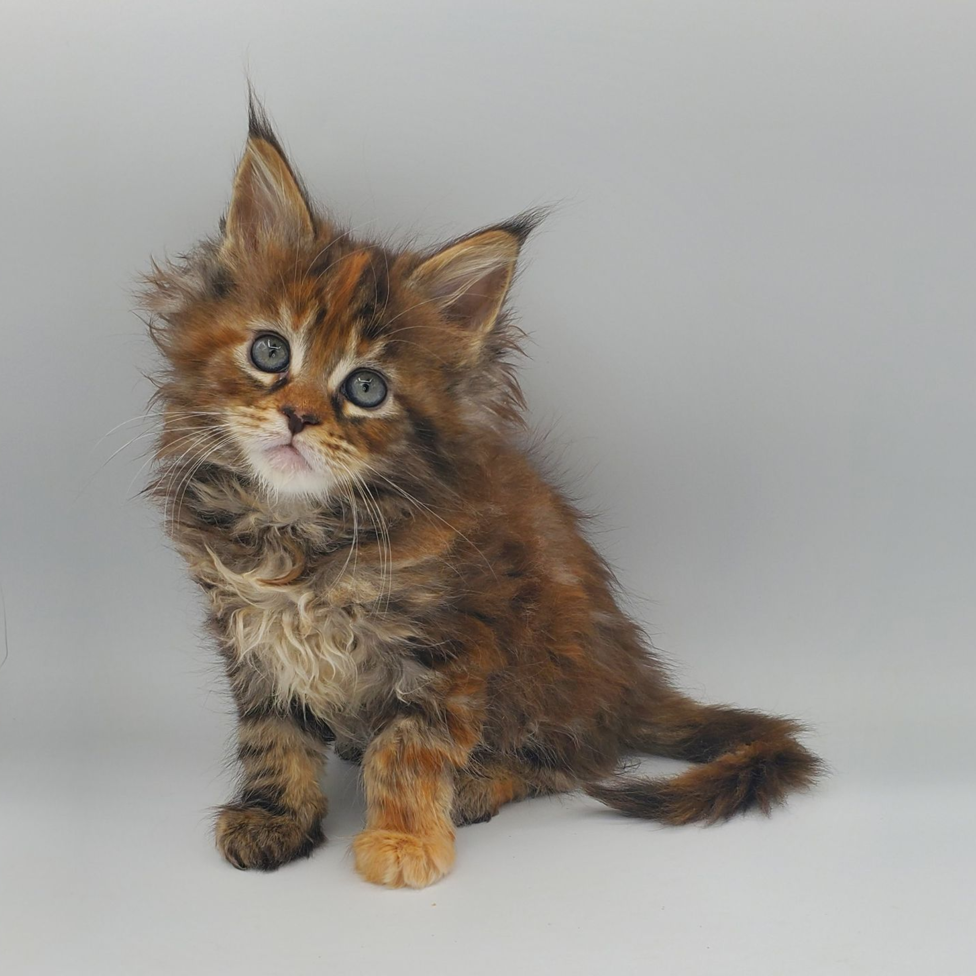 Runt of the litter tortie with white Maine Coon kitten looking adorable