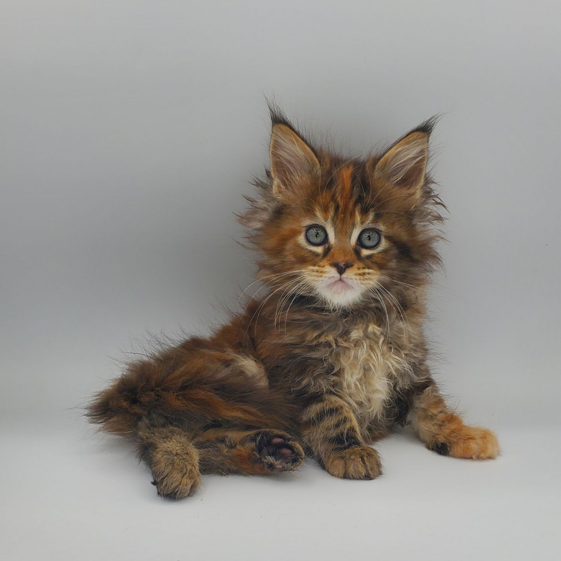 Runt of the litter tortie with white Maine Coon kitten sitting