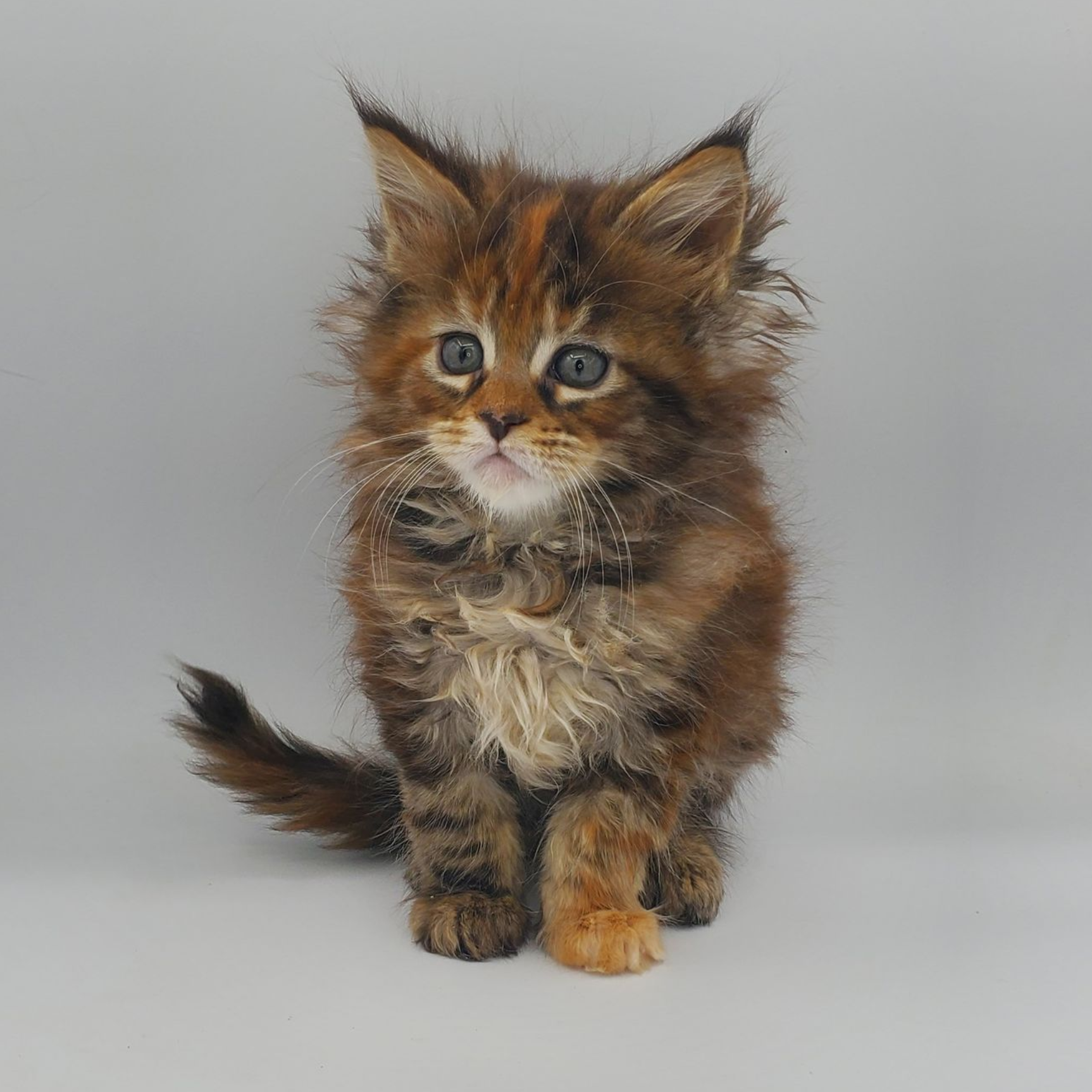 Runt of the litter tortie with white Maine Coon kitten looking of to the left