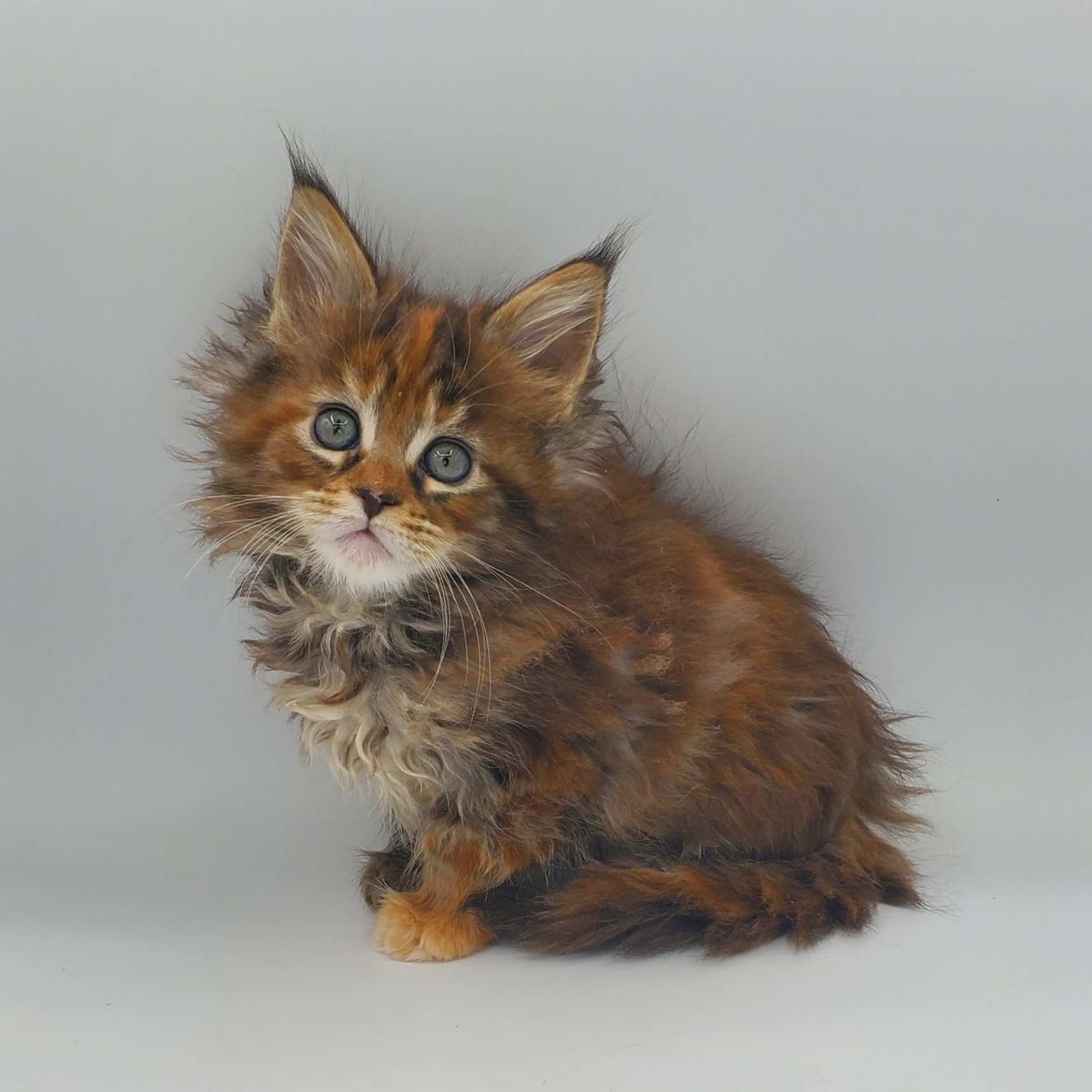 Runt of the litter tortie with white Maine Coon kitten