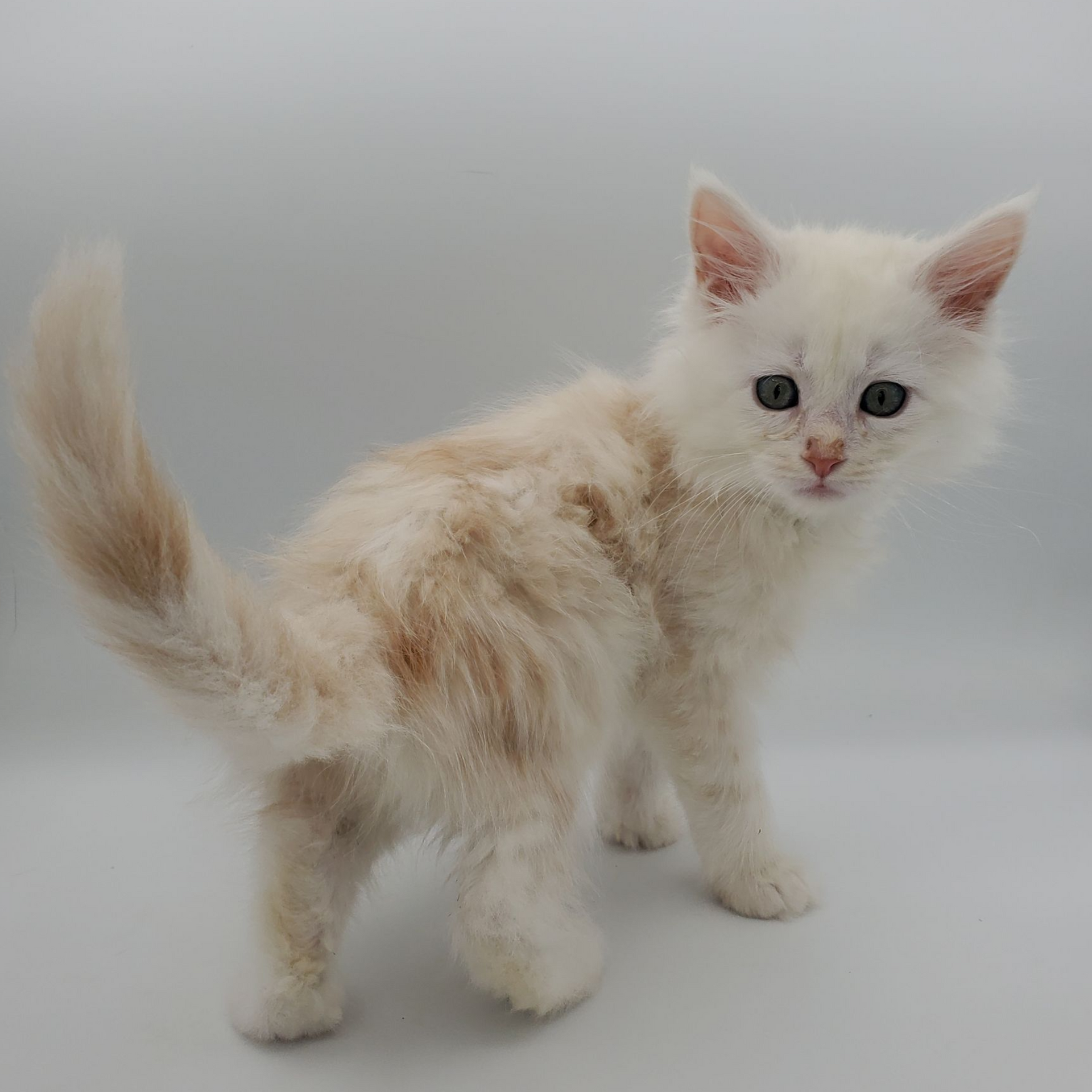 Red silver Maine Coon kitten from the back