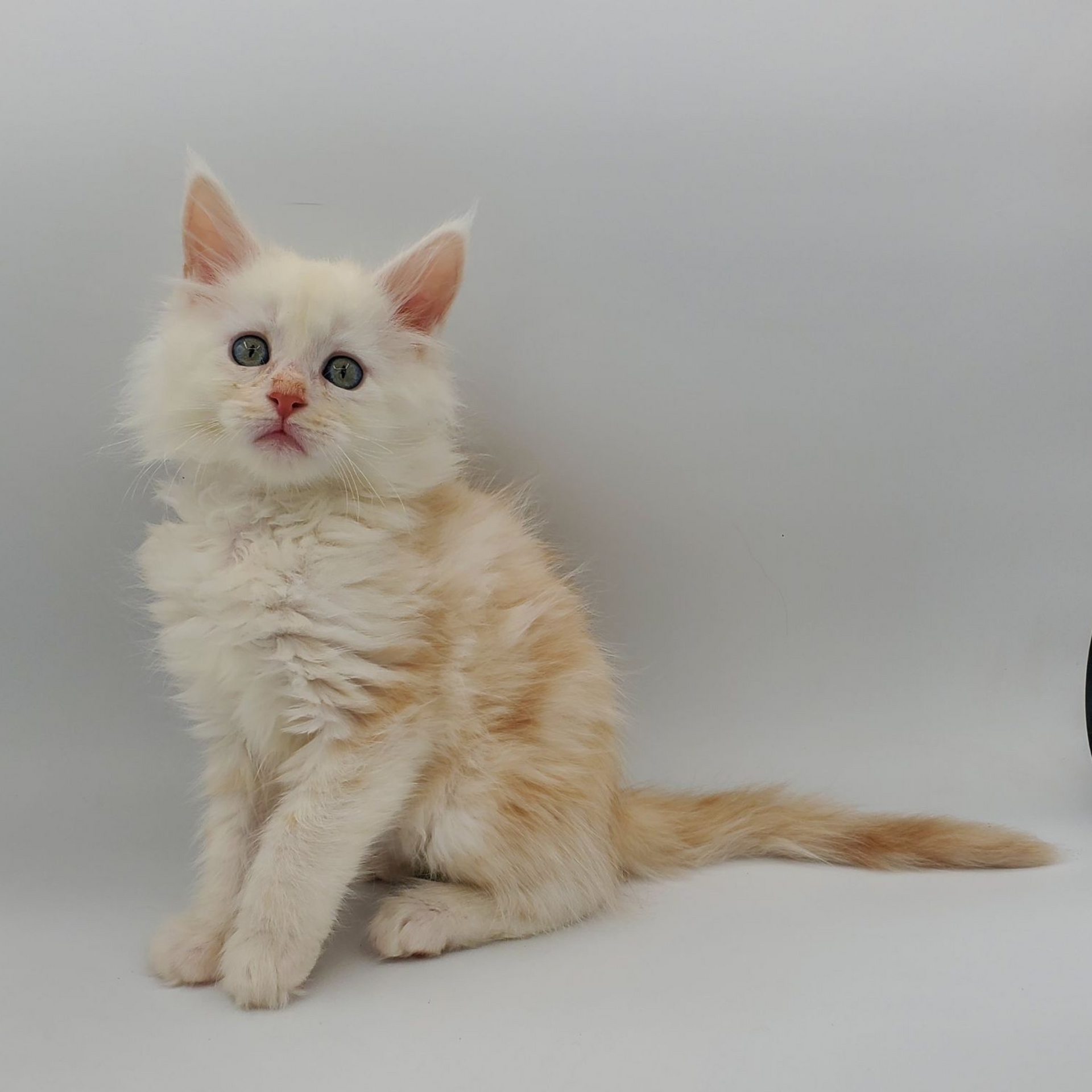 Red silver Maine Coon kitten looking forward