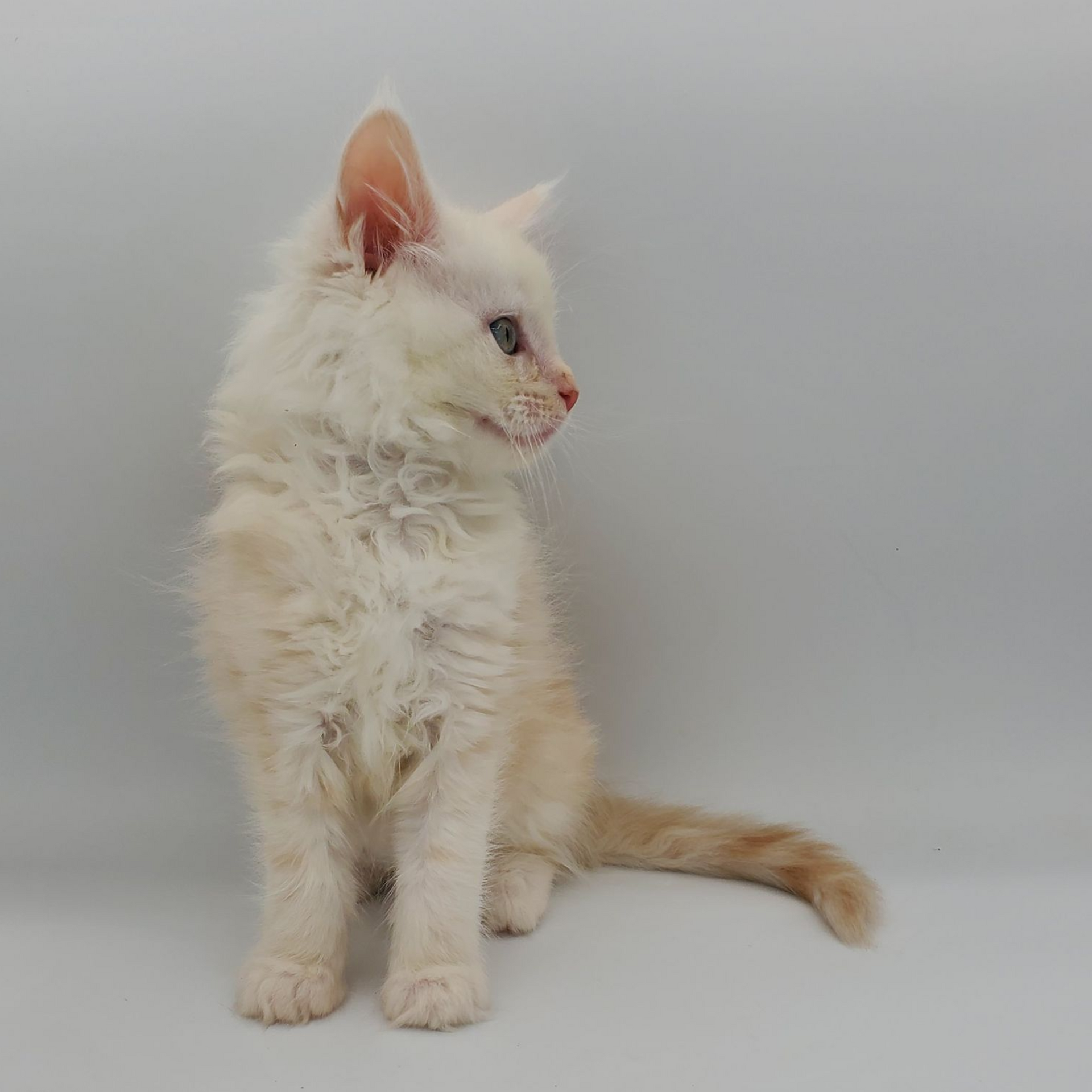Red silver Maine Coon kitten looking right