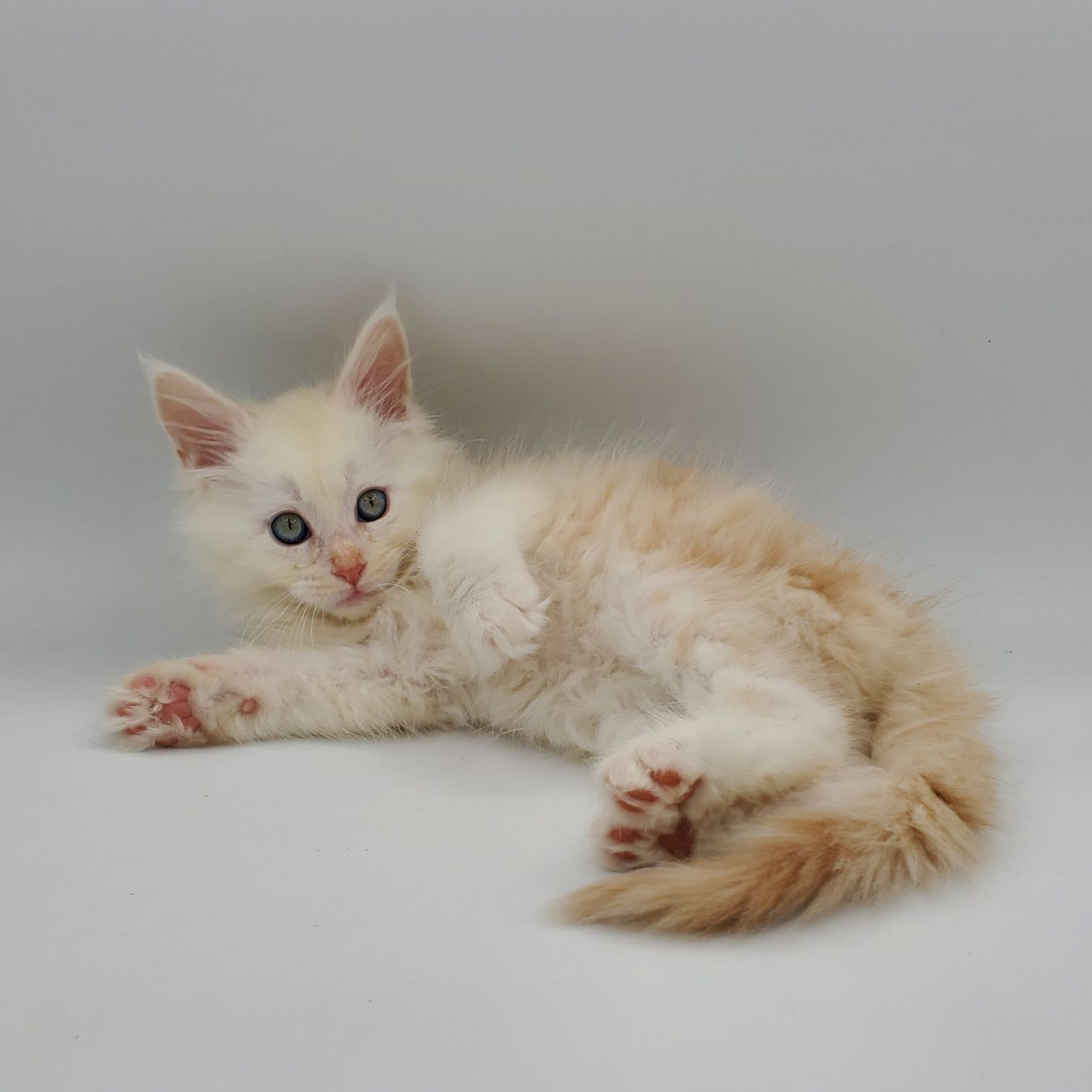 Red silver Maine Coon kitten looking laying down