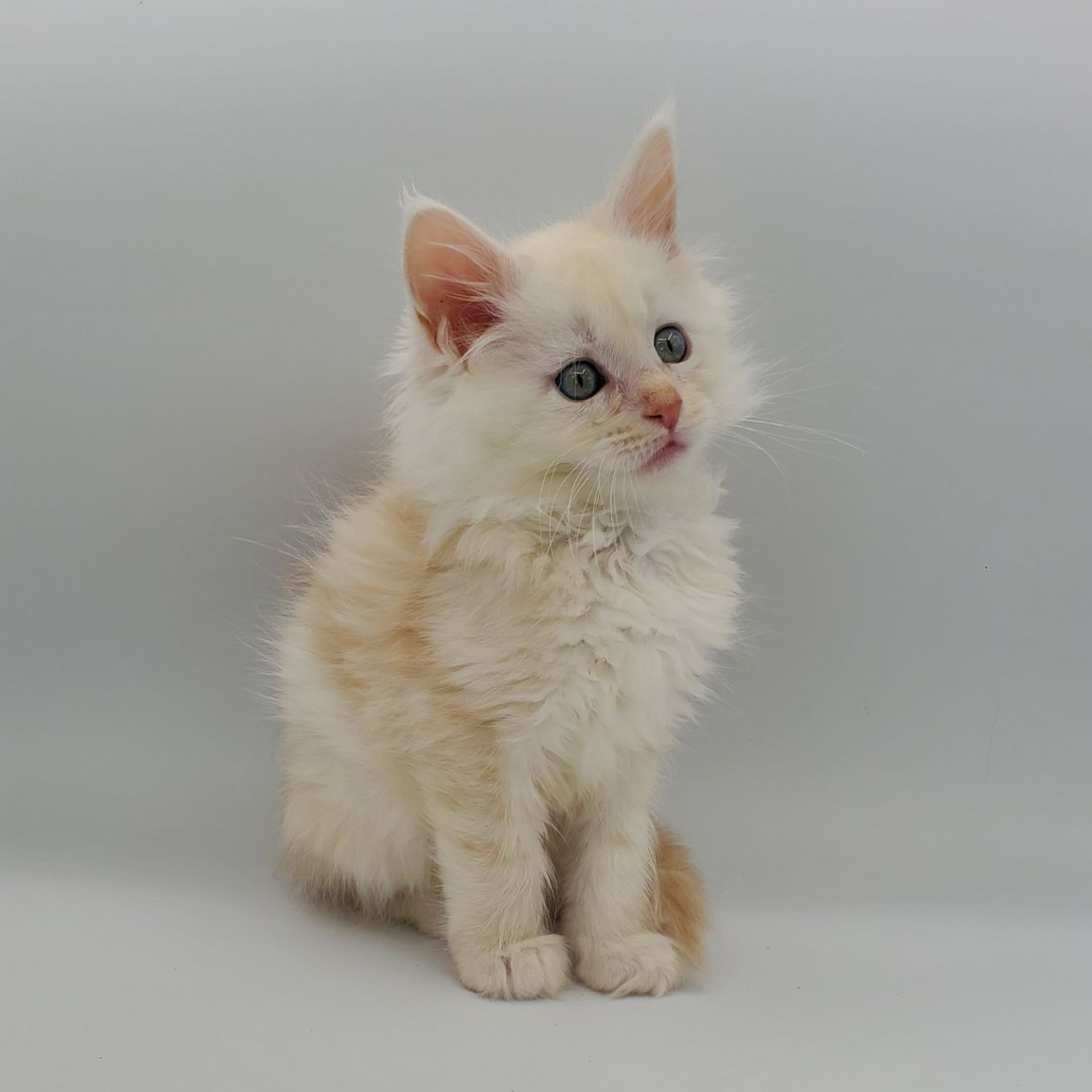 Red silver Maine Coon kitten looking to the side