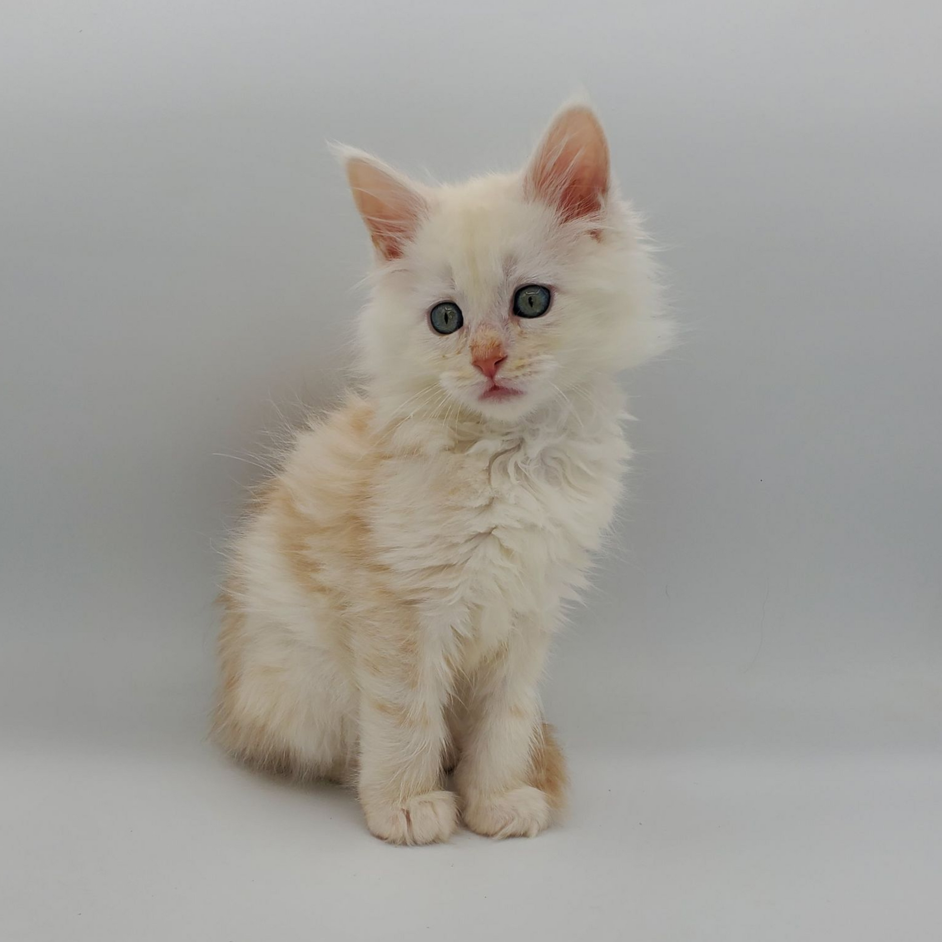 Red silver Maine Coon kitten looking dow