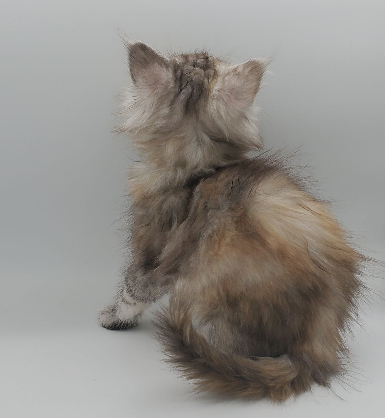 Dilute calico Maine Coon kitten from the back