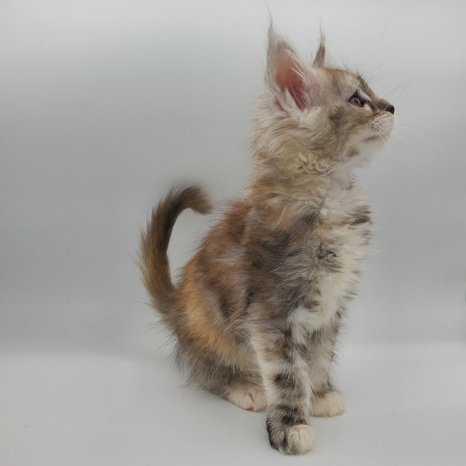 Dilute calico Maine Coon kitten looking right with head up