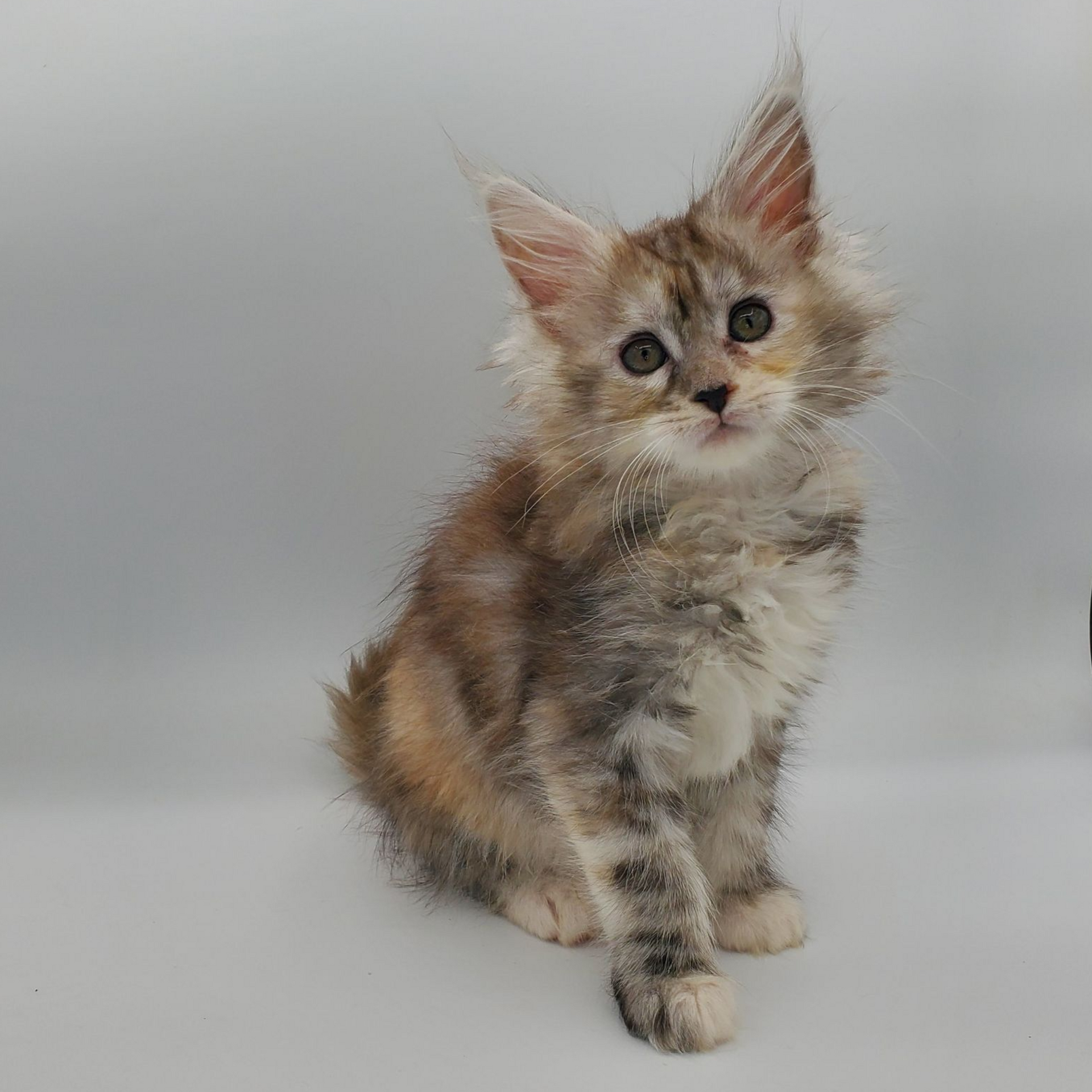 Dilute calico Maine Coon kitten straight on