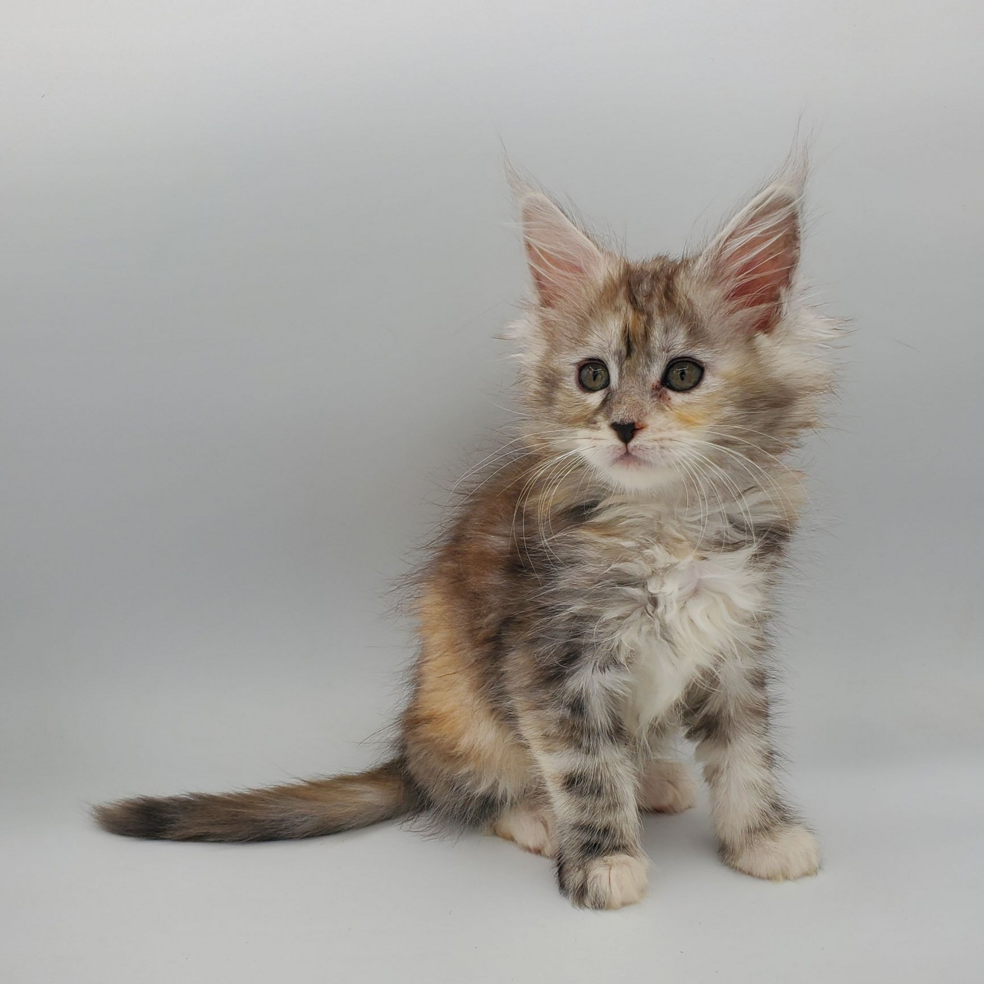 Dilute calico Maine Coon kitten sitting