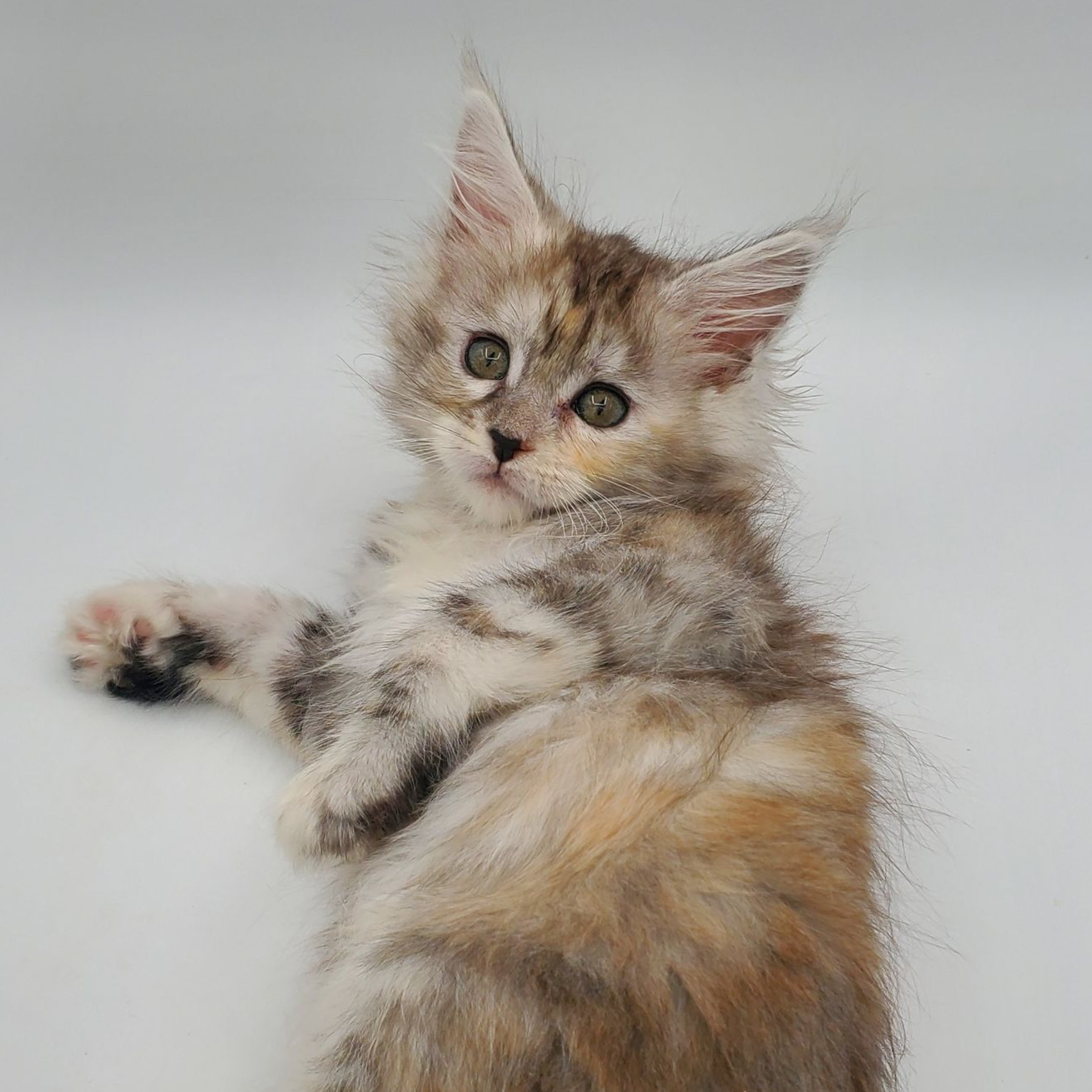 Dilute calico Maine Coon kitten laying down looking back