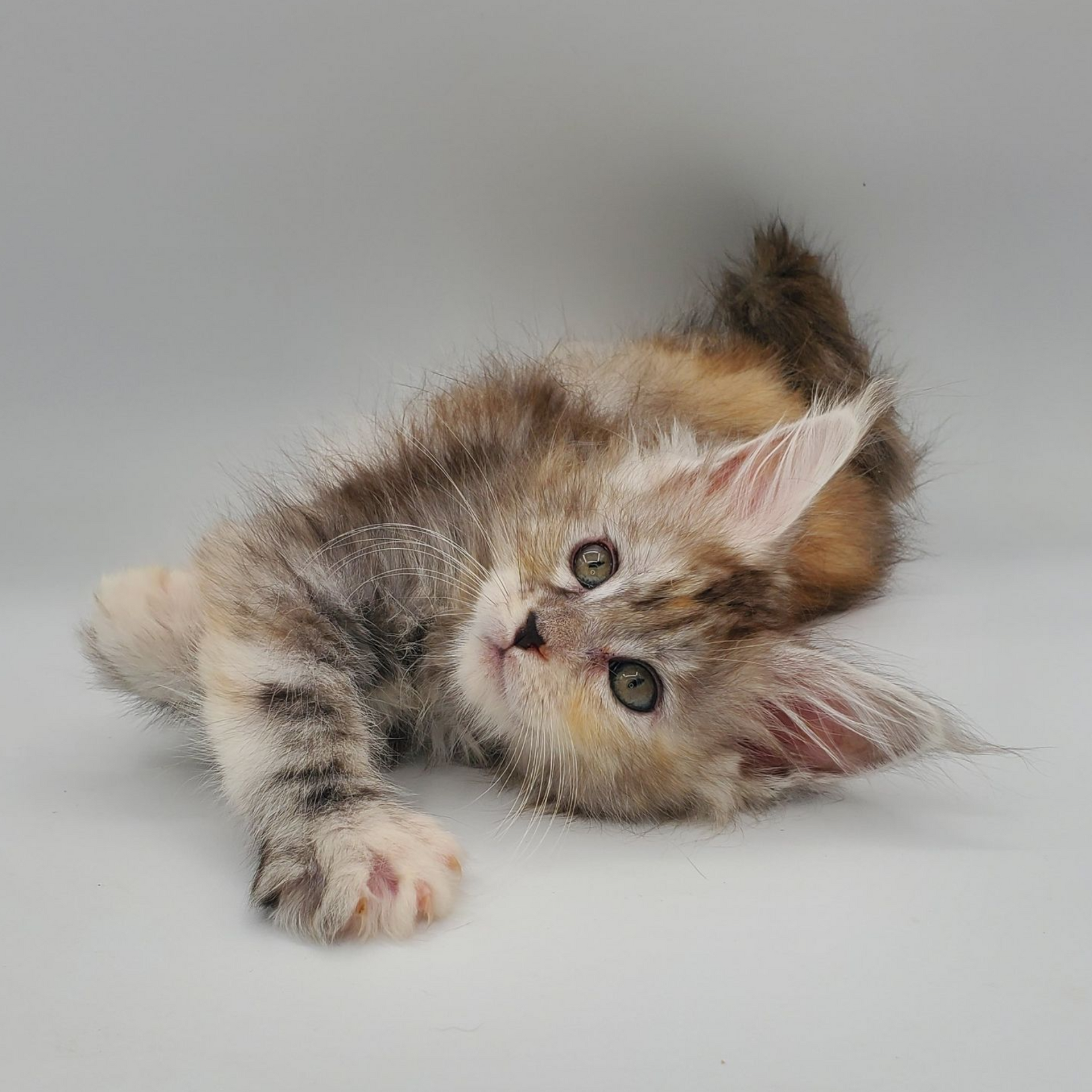 Dilute calico Maine Coon kitten laying down
