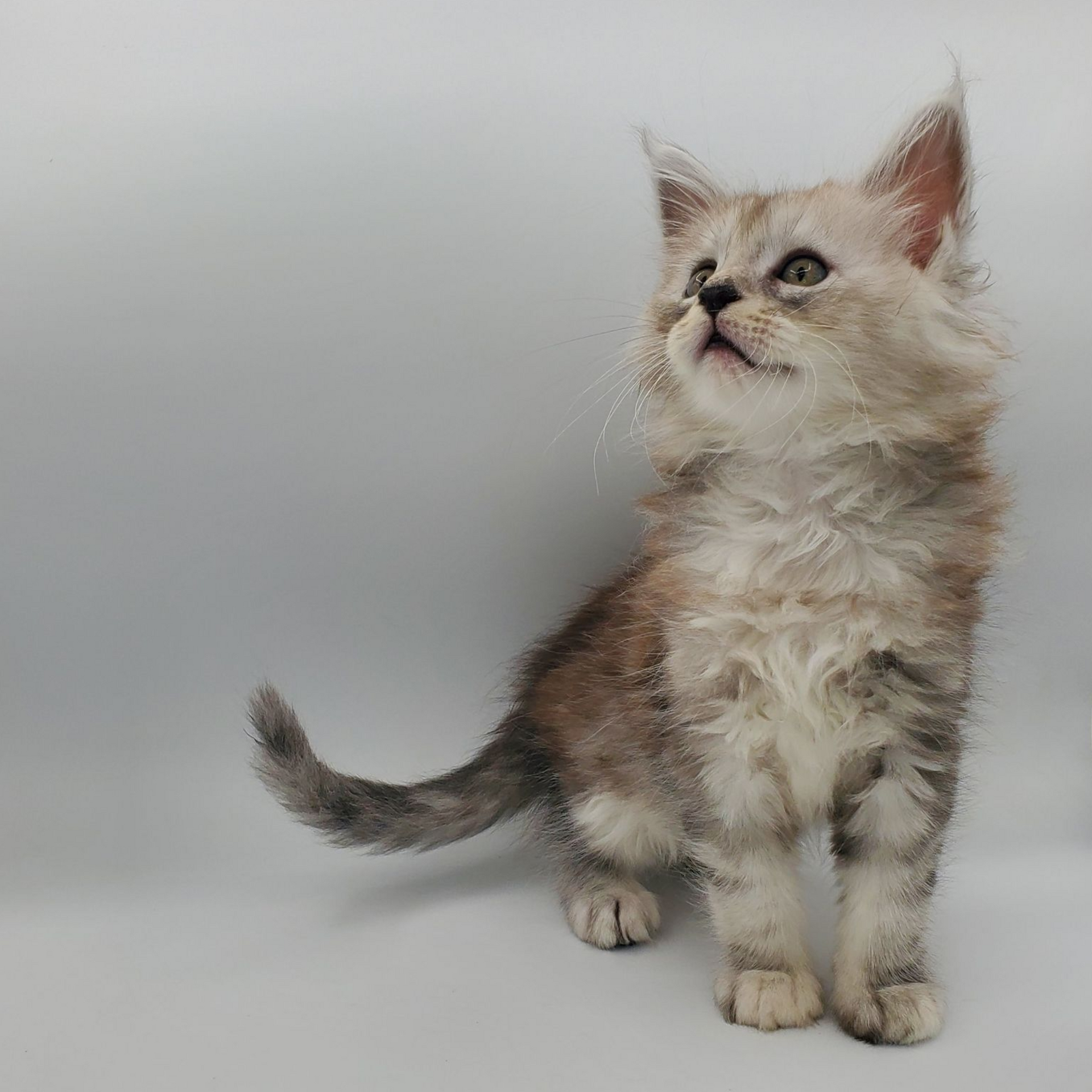 Black silver tabby Maine Coon kitten sitting
