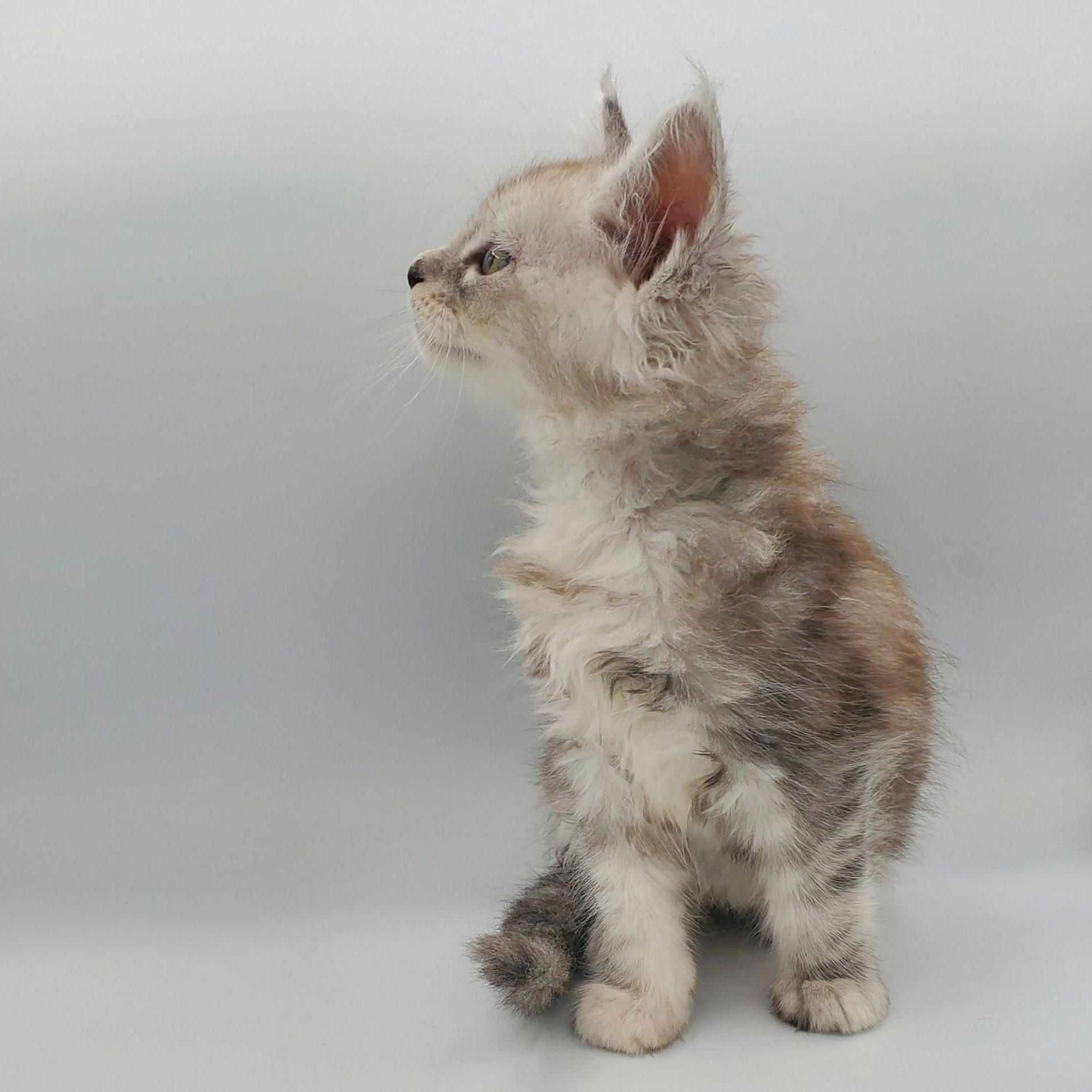 Black silver tabby Maine Coon kitten looking to the left