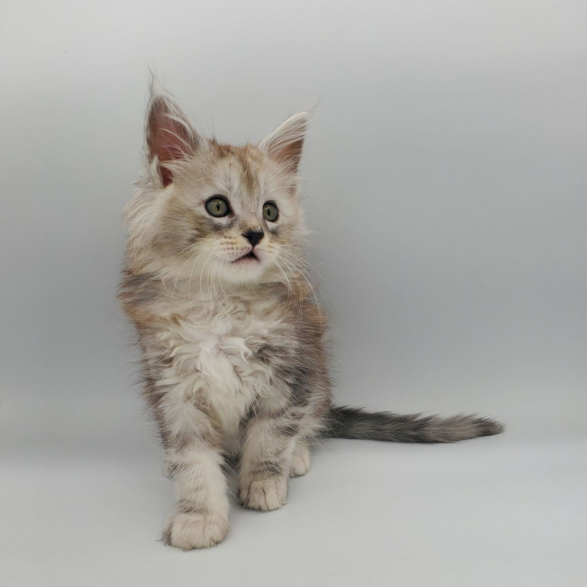 Black silver tabby Maine Coon kitten looking to the right