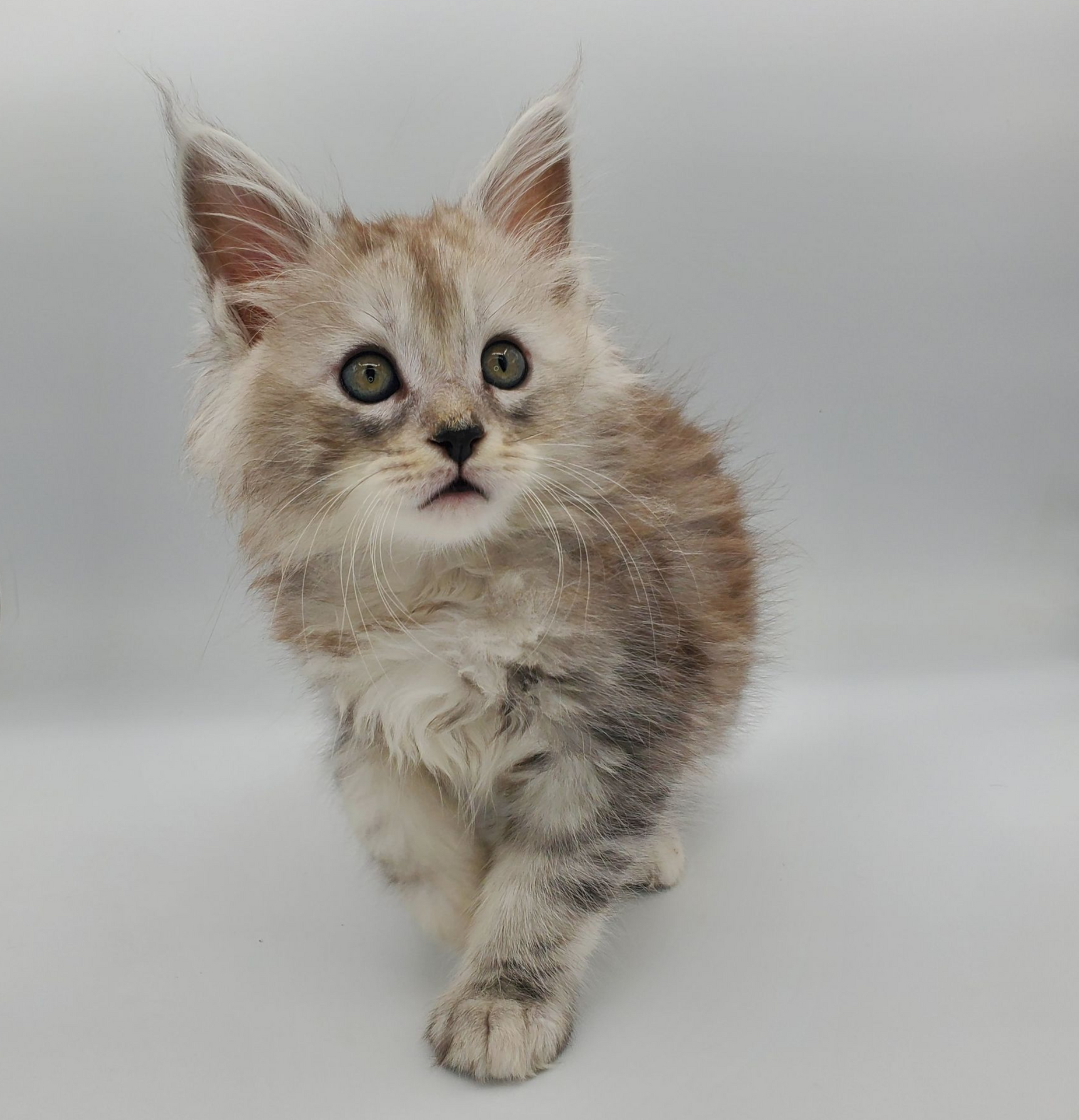 Black silver tabby Maine Coon kitten looking to the right