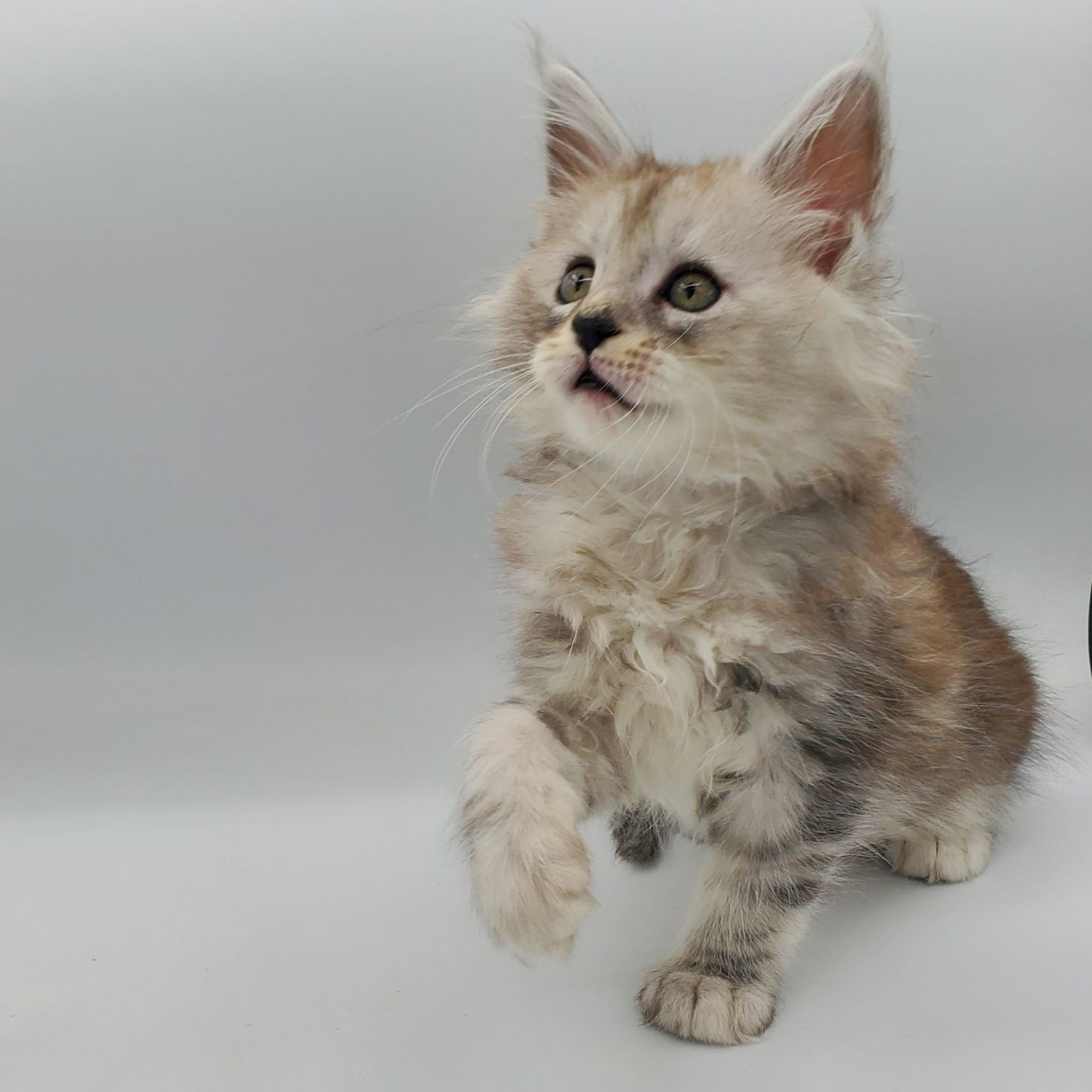 Black silver tabby Maine Coon kitten looking up
