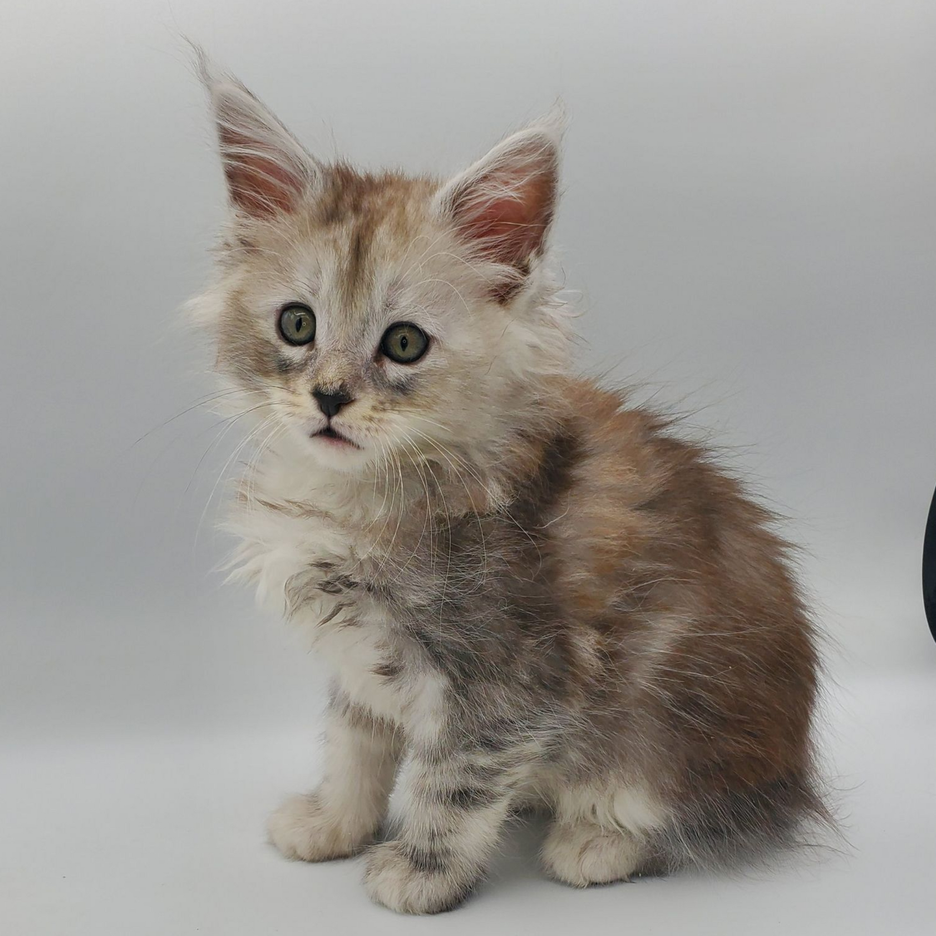 Main Coon kitten named