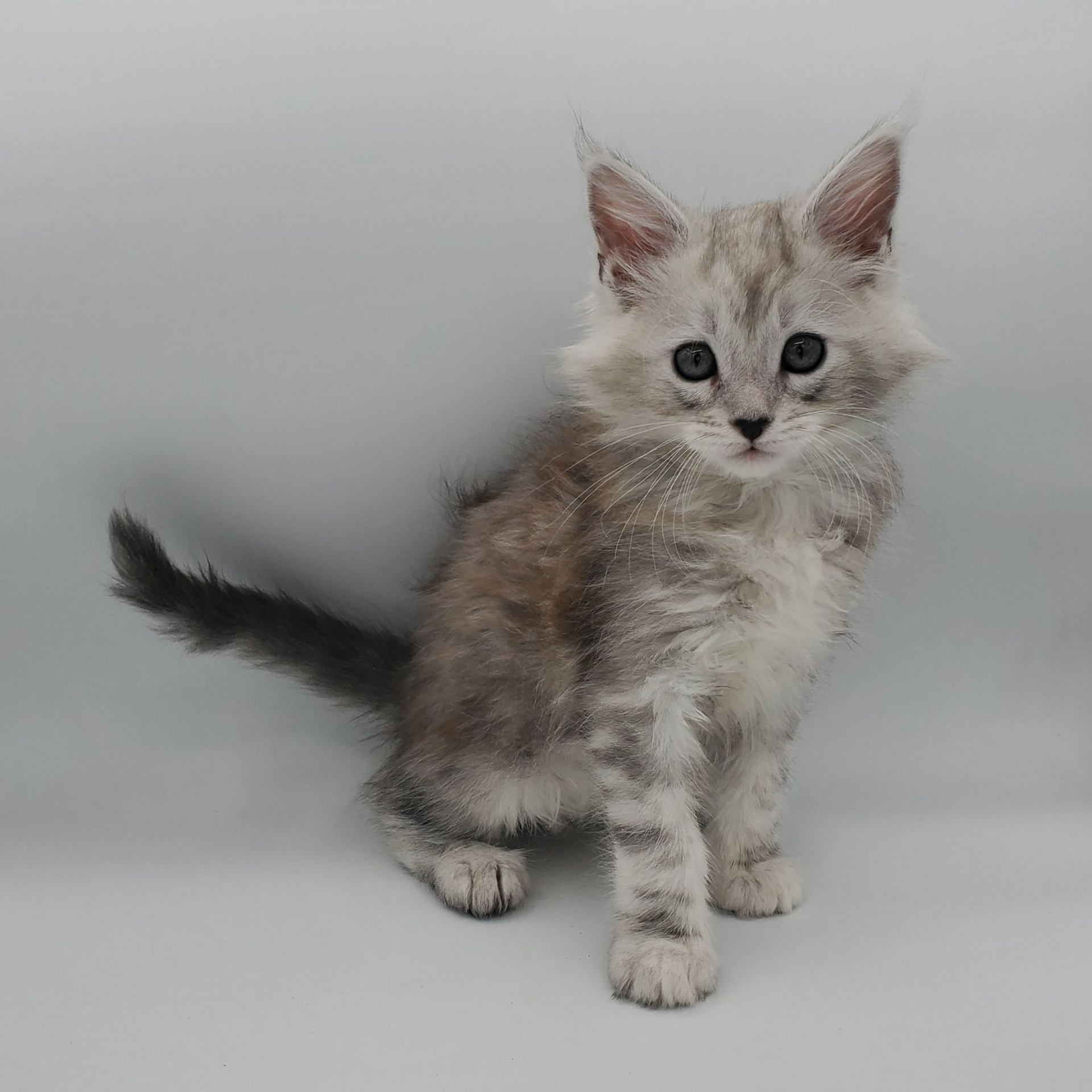 Dilute calico Maine Coon kitten sitting